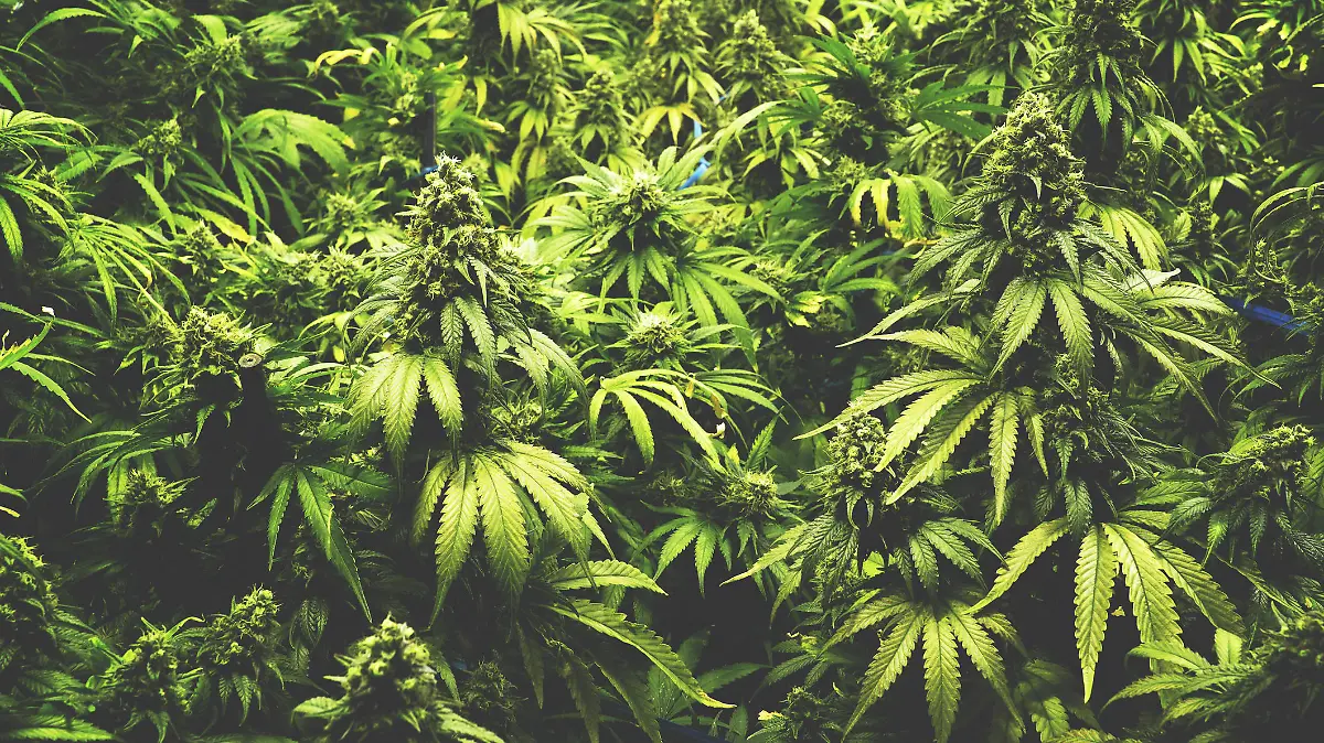 Hanfplantage