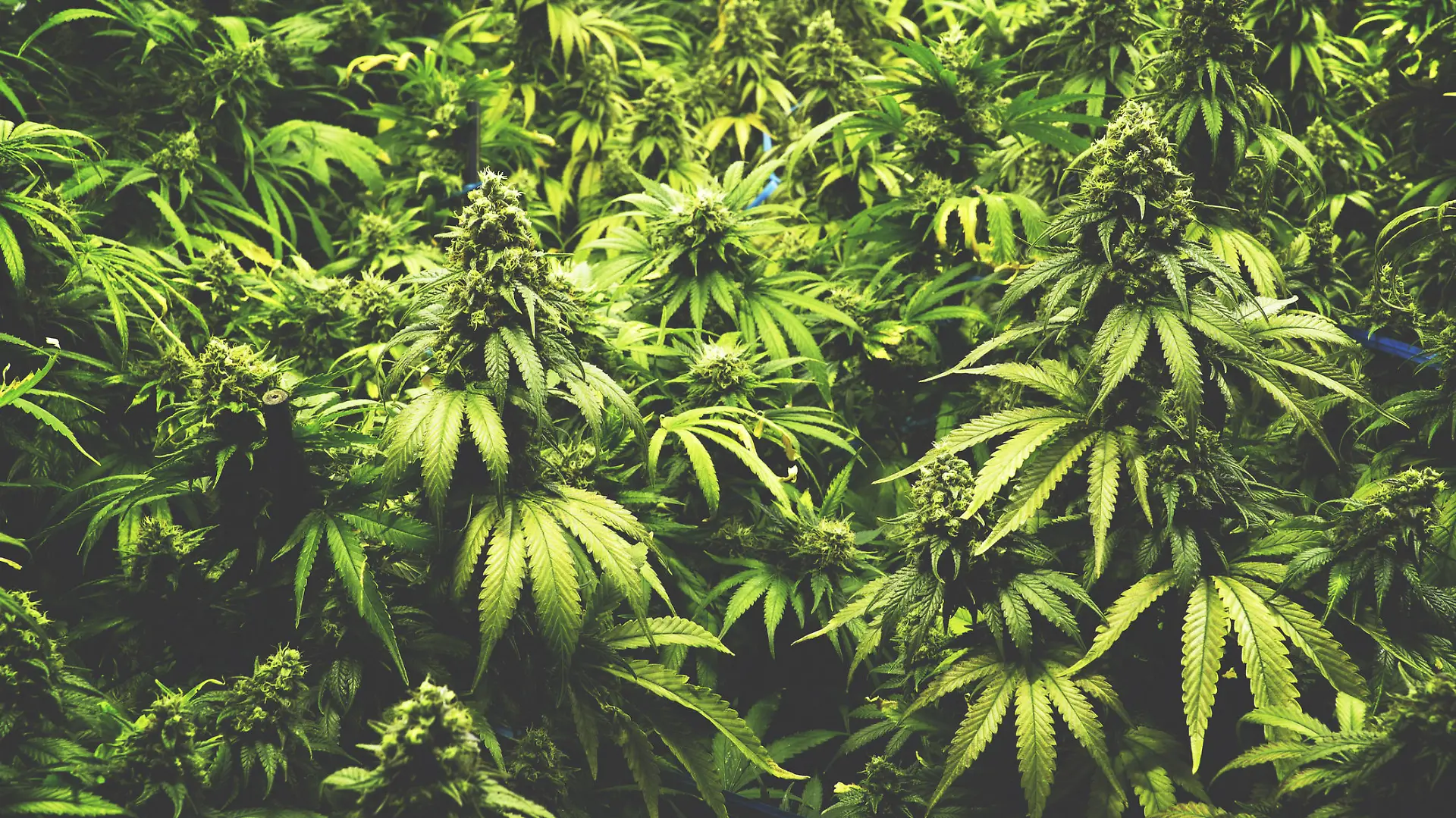 Hanfplantage