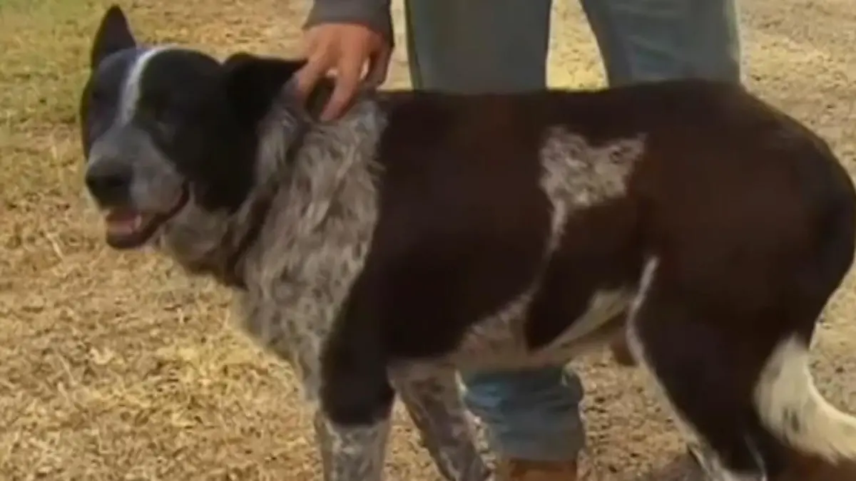 Tauber und fast blinder Hund rettet 3-Jährige Unglaubliche Rettungsgeschichte aus Australien