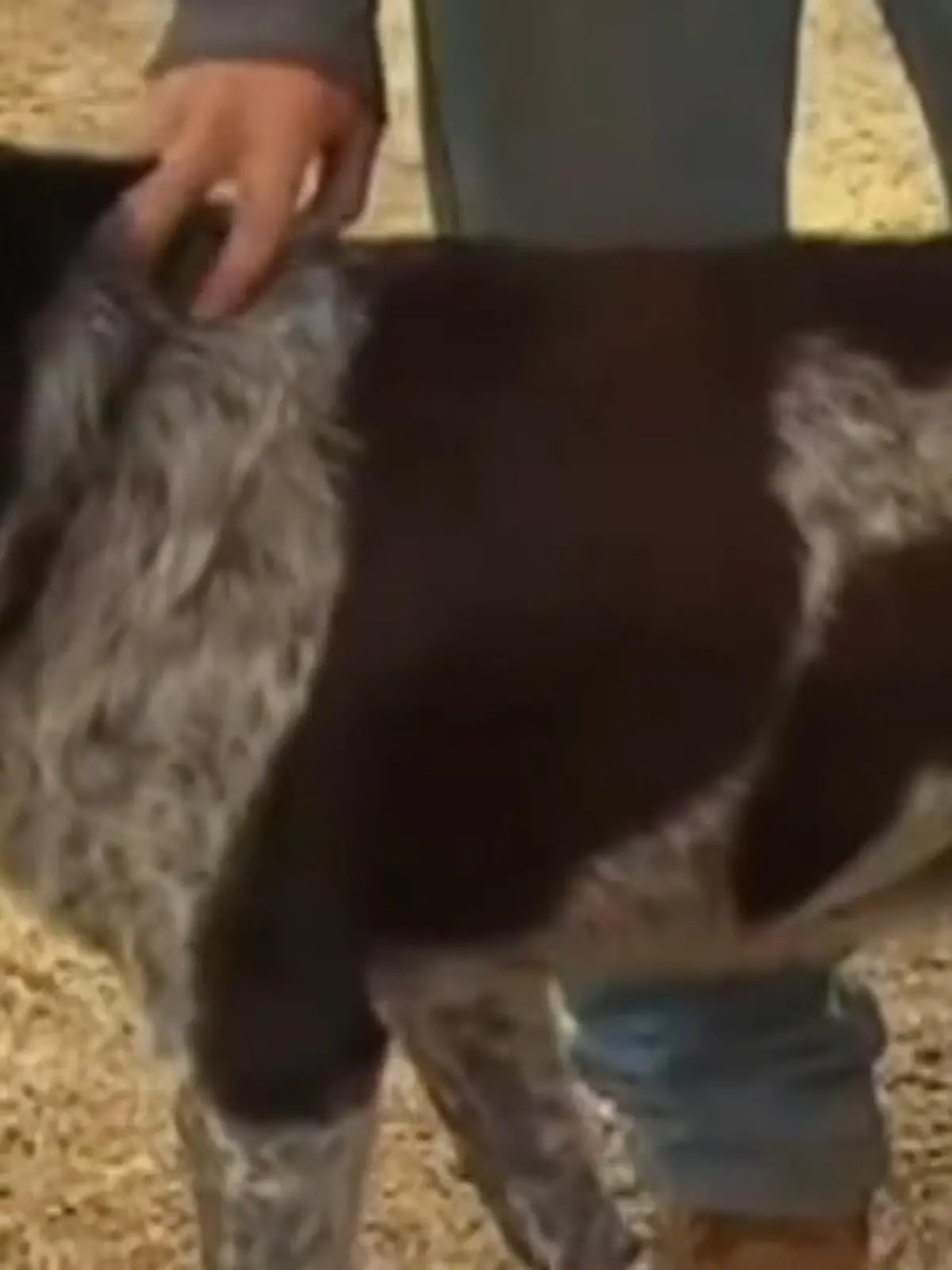 Bild zu: "Tauber und fast blinder Hund rettet 3-Jährige"