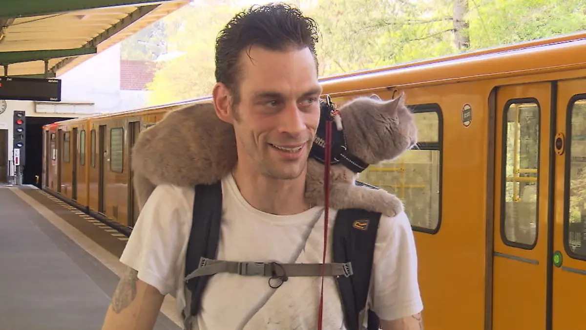 Berliner hat seine Katzen immer dabei - auf seiner Schulter Egal ob in der U-Bahn oder auf dem Fahrrad