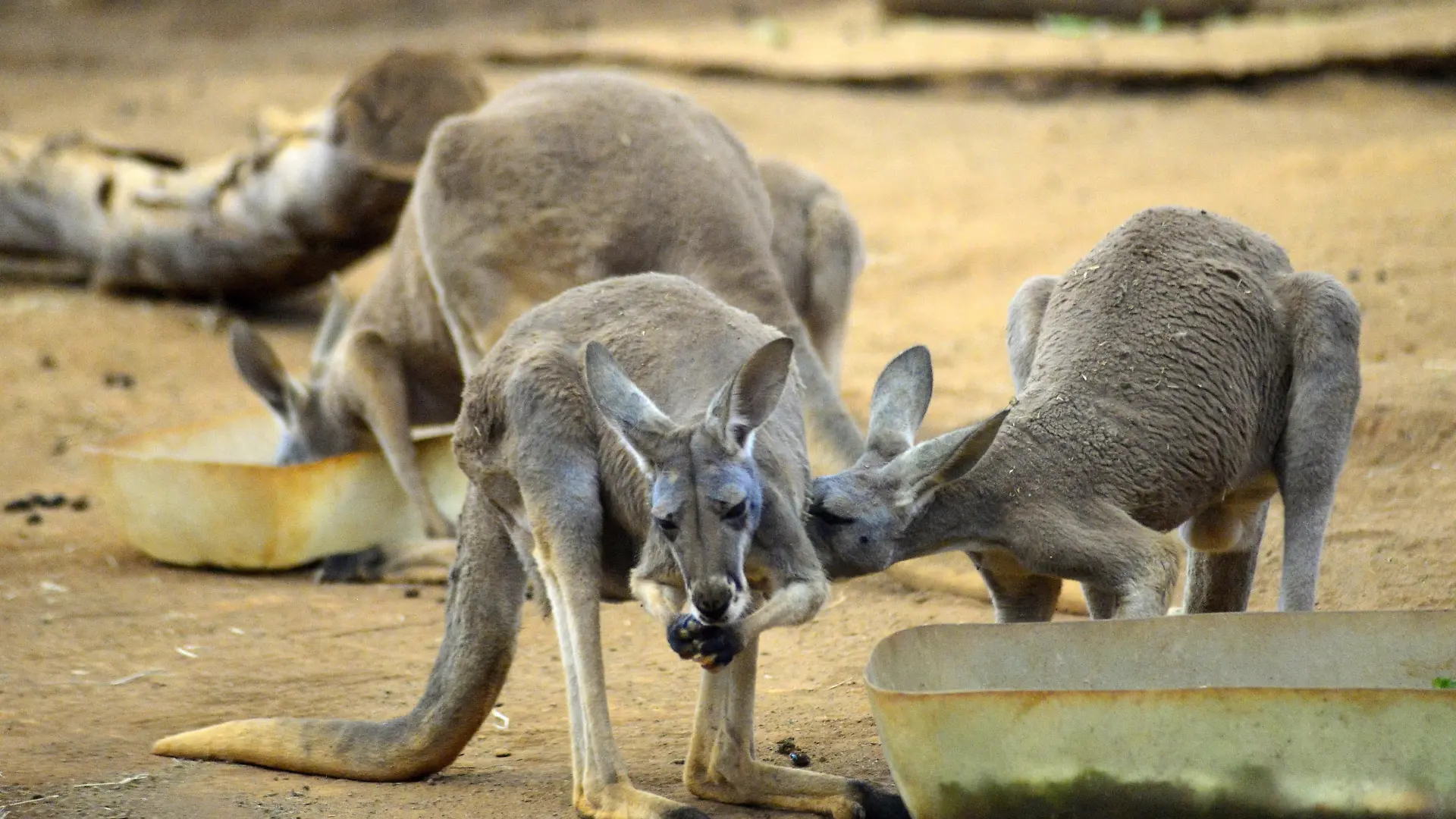 Kangaroo mother is seen nursing her baby in the aquarium of Sao Paulo, Brazil, on September 2, 2017. (Photo by Cris Faga/NurPhoto) | Keine Weitergabe an Wiederverkäufer.