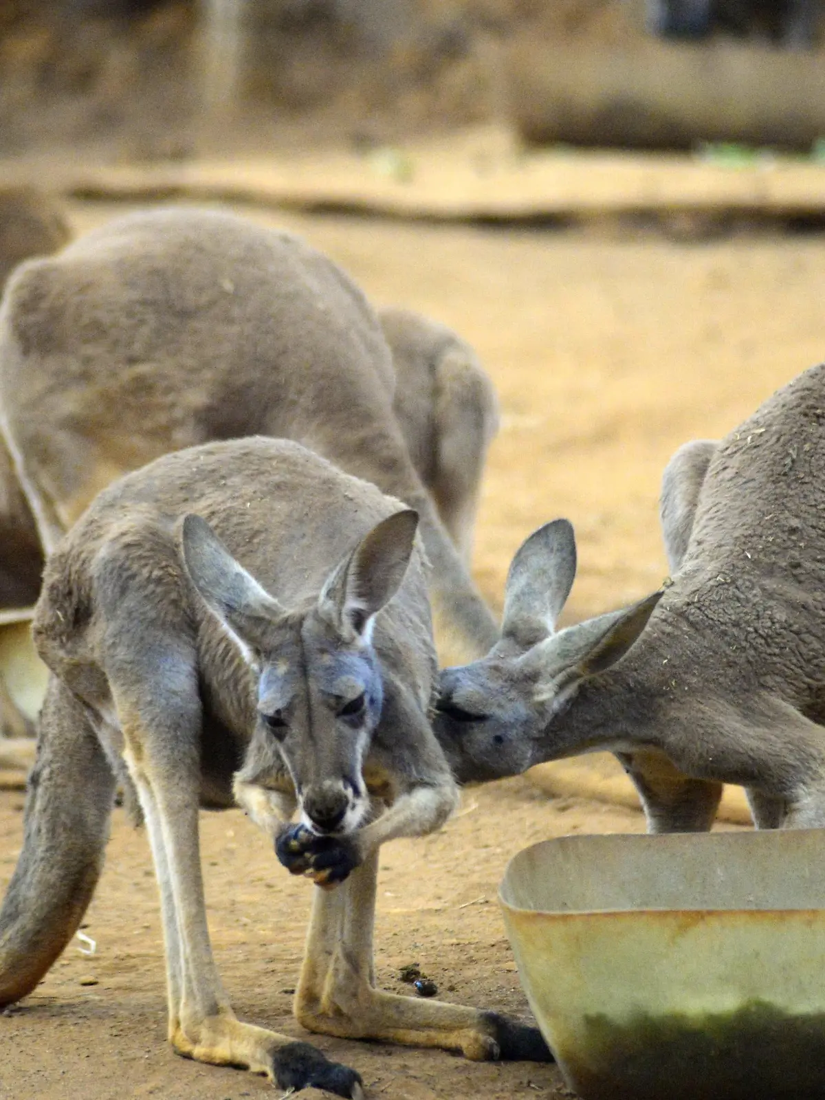 Kangaroo mother is seen nursing her baby in the aquarium of Sao Paulo, Brazil, on September 2, 2017. (Photo by Cris Faga/NurPhoto) | Keine Weitergabe an Wiederverkäufer.