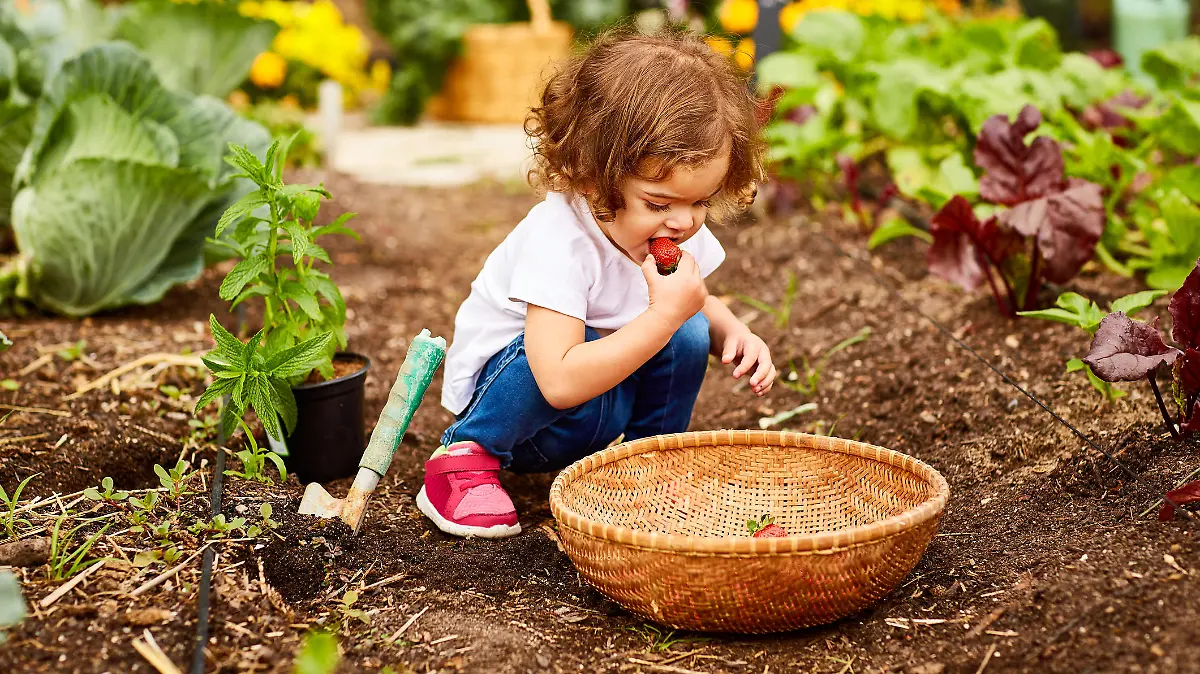 Kleines Mädchen ist Gemüse im Garten.