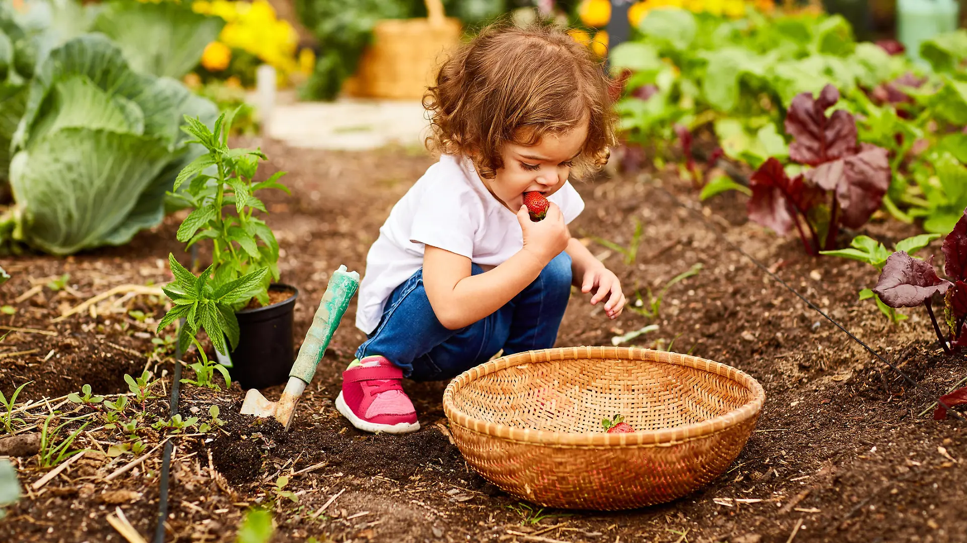 Kleines Mädchen ist Gemüse im Garten.