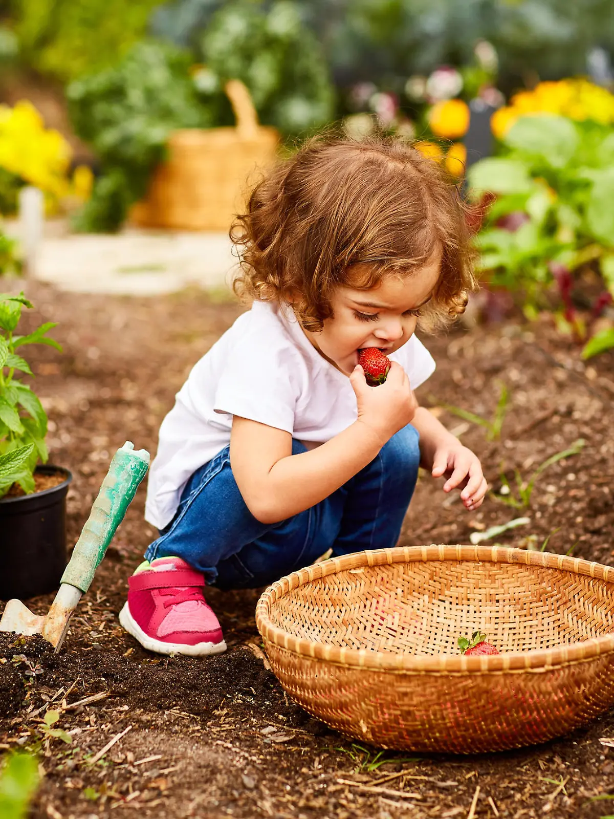 Kleines Mädchen ist Gemüse im Garten.
