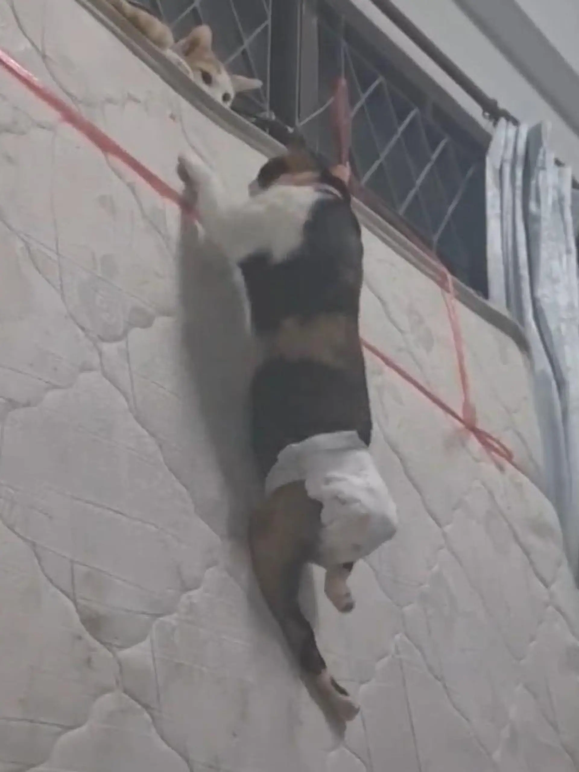 Eine Katze aus Thailnad lässt sich nicht unterkriegen. Trotz Behinderung erklimmt sie, alles, was sie will. In diesem Fall, eine Matratze.