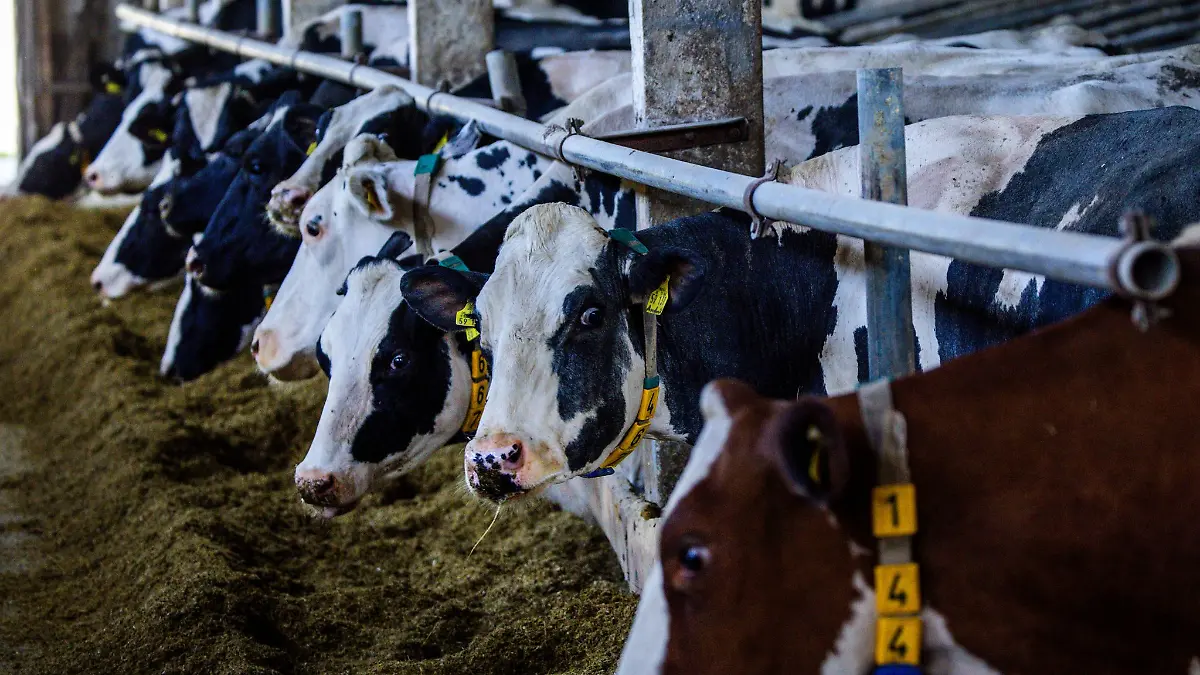 Forscher und Ingenieure aus Freiberg forschen am Stall der Zukunft, der eine gute Belüftung garantiert. (Archivbild)