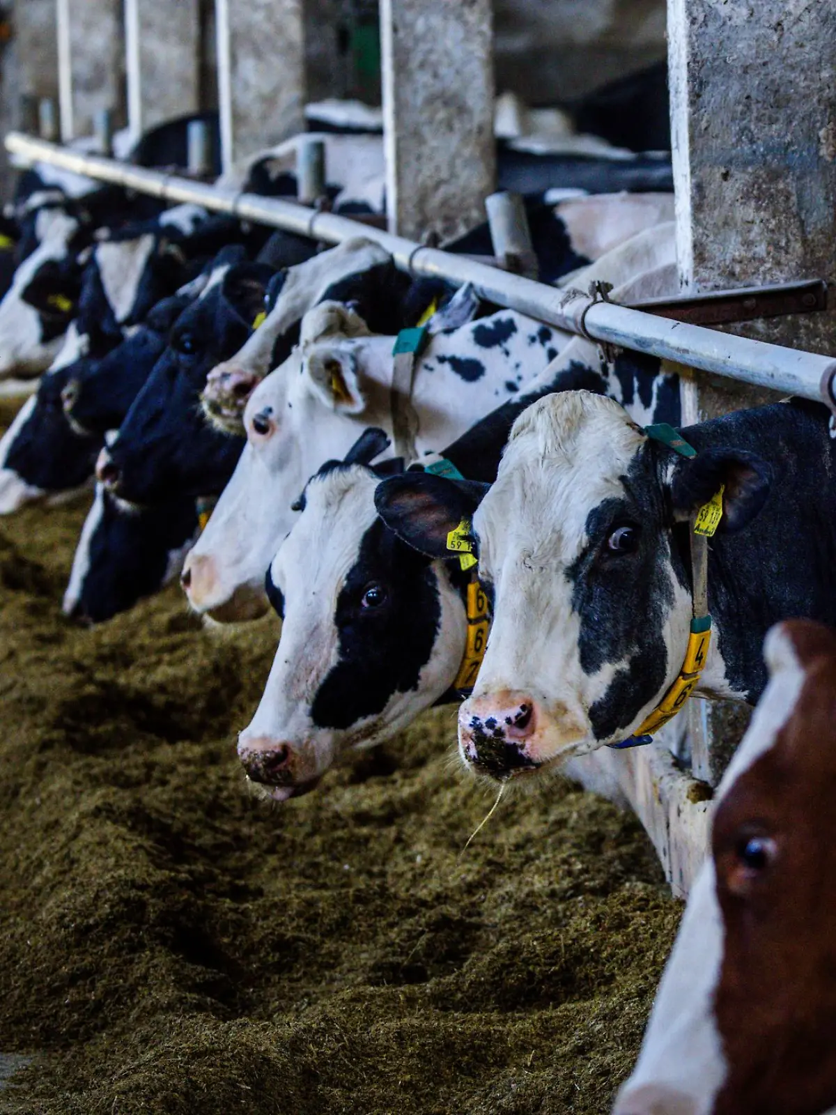 Bild zu: "Landwirt (76) von eigenen Kühen totgetrampelt – Familie muss alles mitansehen"