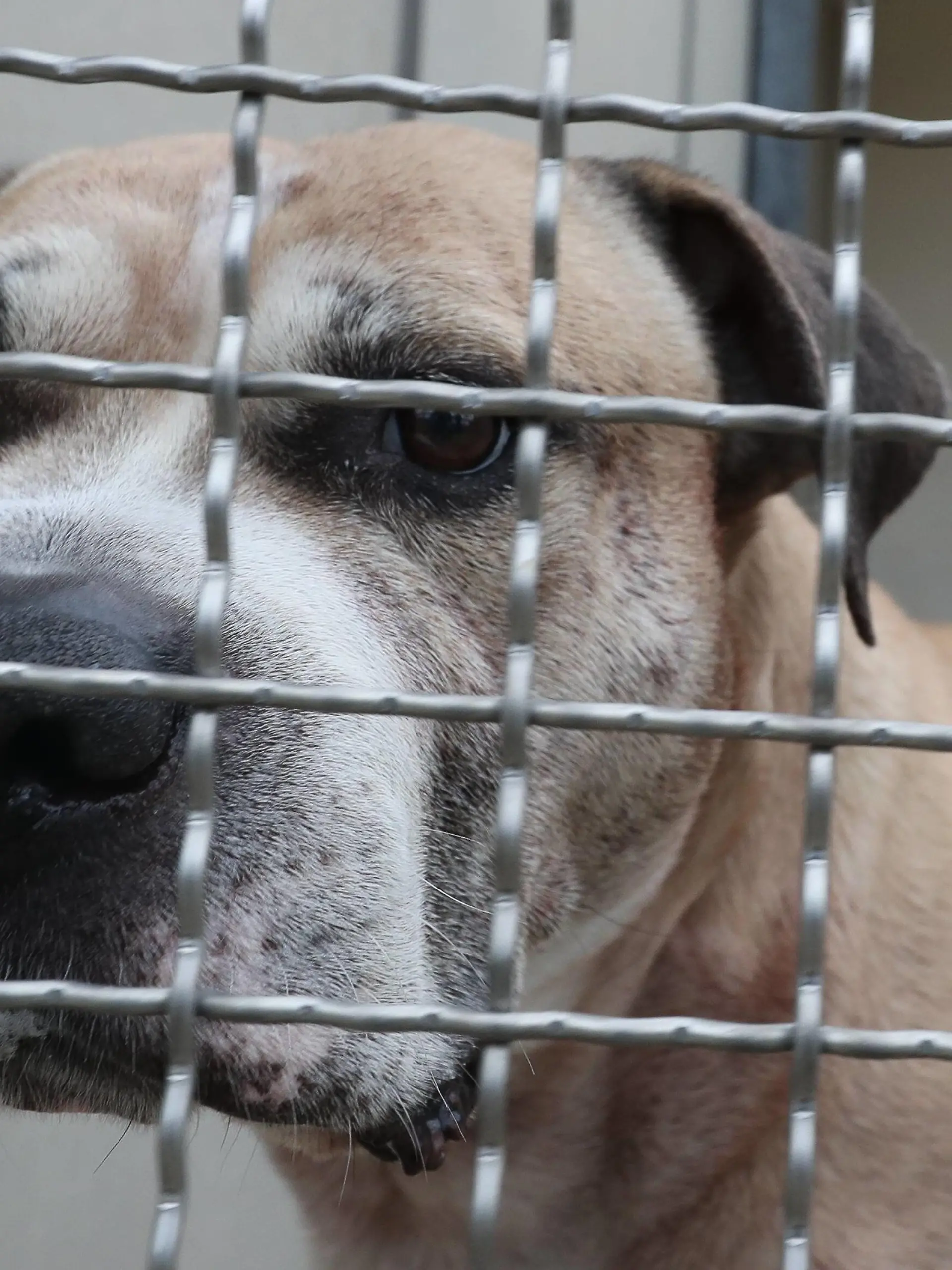 Hannover Groß-Buchholz / Niedersachsen, 05.04.2018, Mutter (53) und Sohn (27) offenbar von Kampfhund in Wohnung zu Tode gebissen, Staffordshire-Mischling Chico im Tierheim Krähenwinkel, *** Hanover Groß Buchholz Niedersachsen 05 04 2018 Mother 53 and son 27 apparently beaten to death by fighting dog in flat Staffordshire Mischling Chico in the shelter Krähenwinkel  
