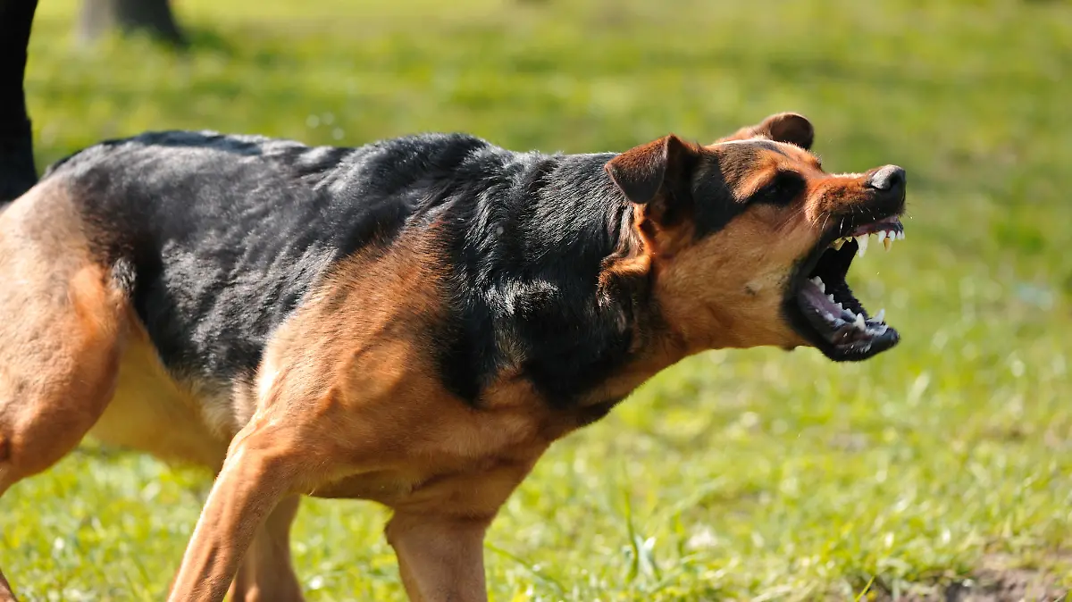 angry dog with bared teeth