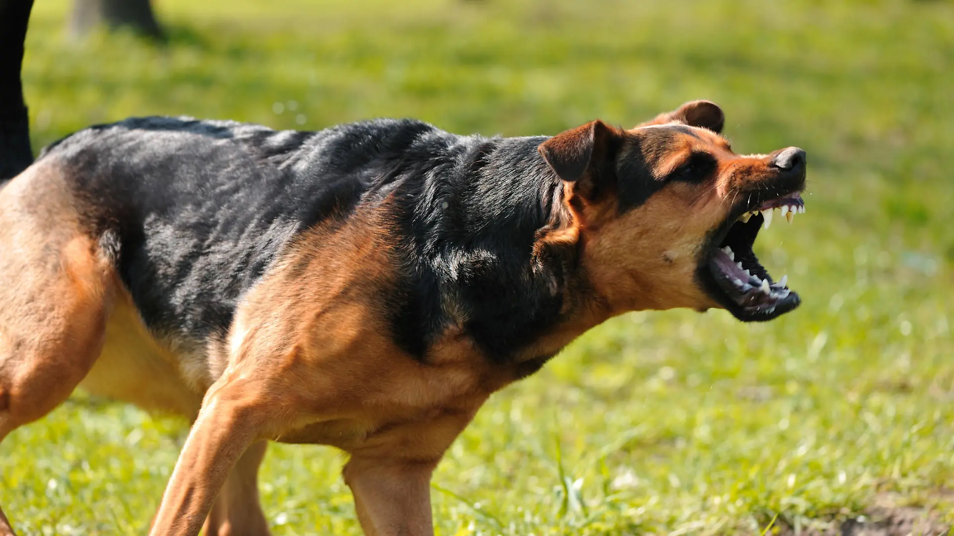 angry dog with bared teeth