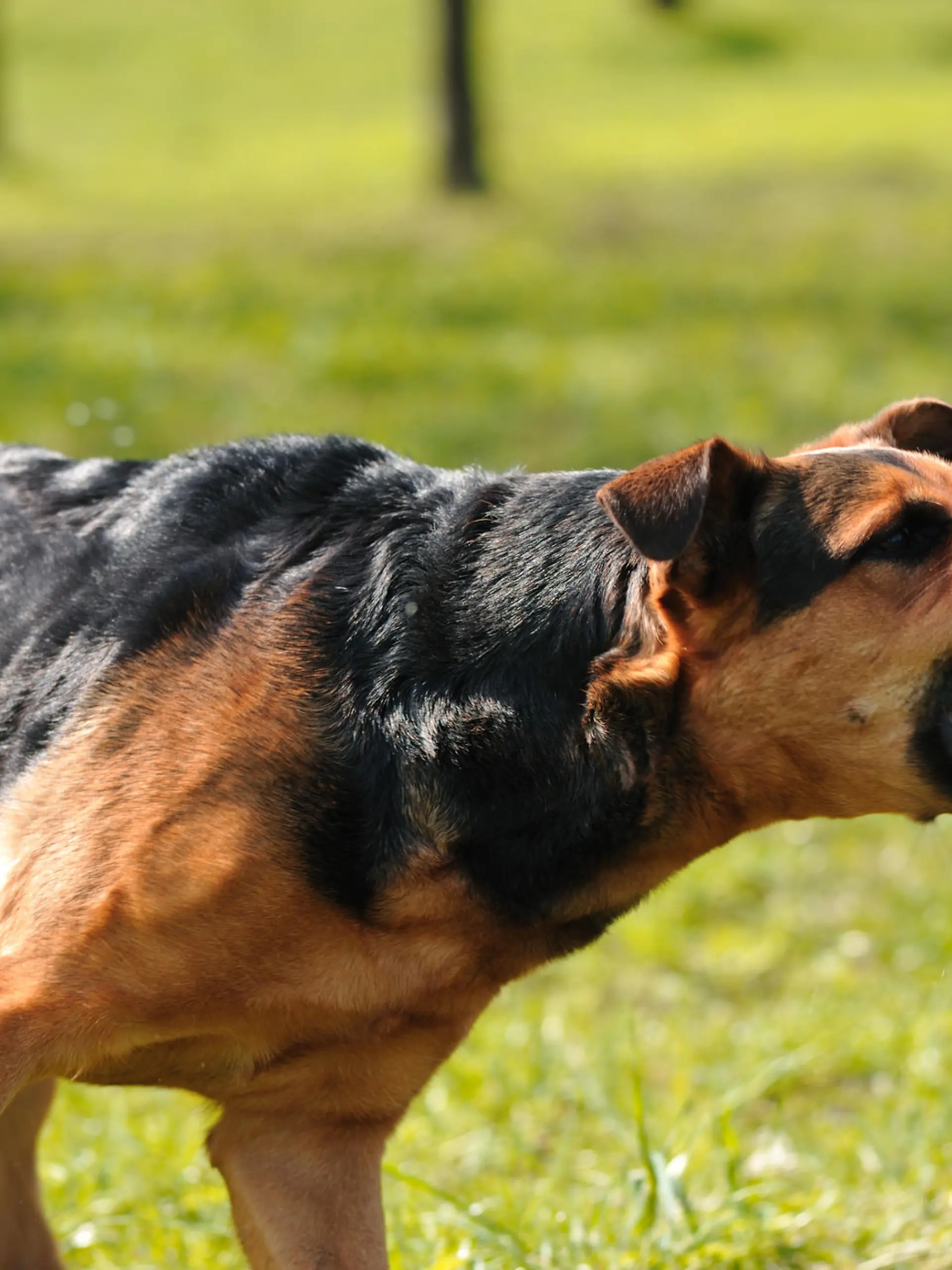 angry dog with bared teeth