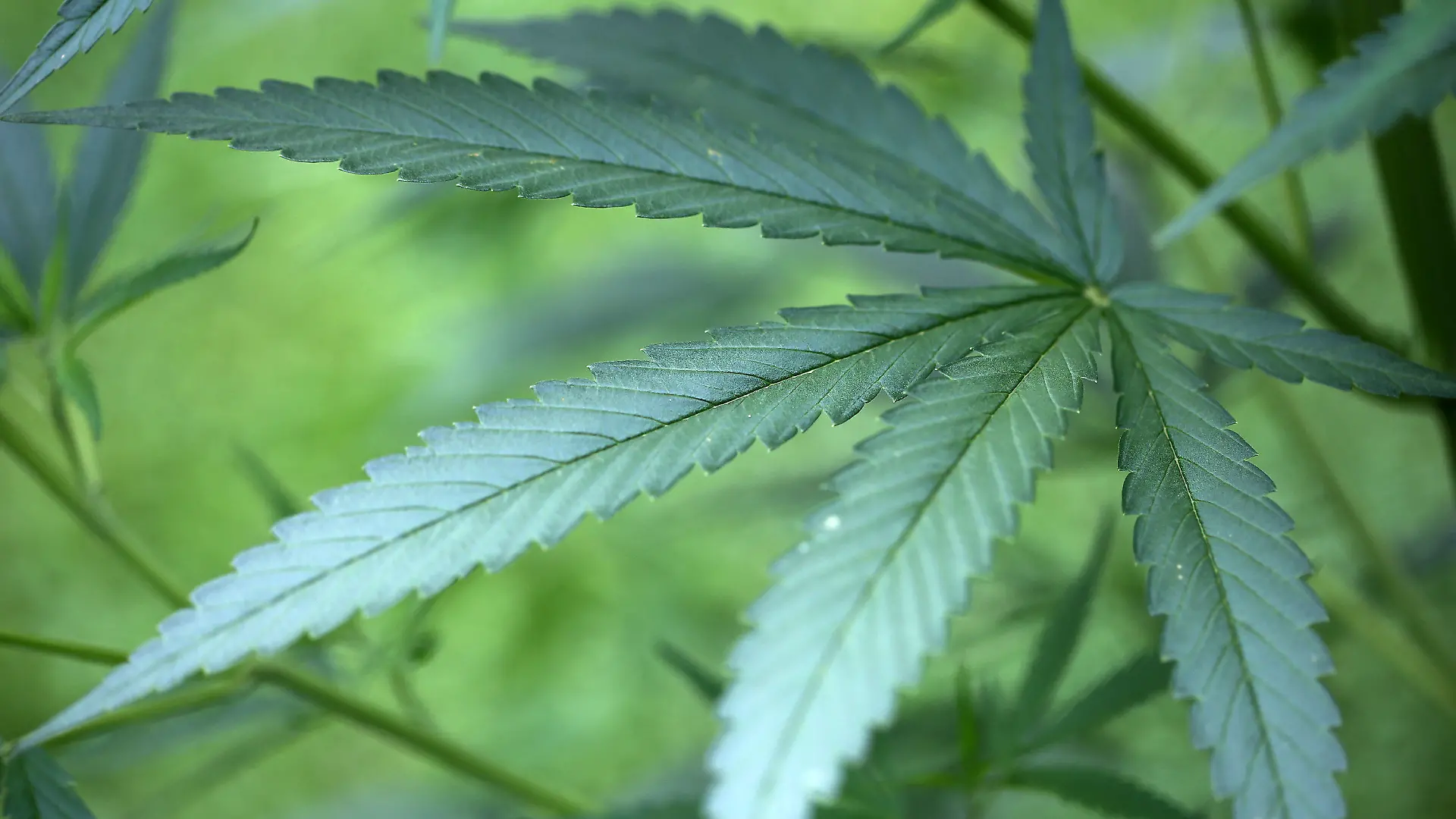 ARCHIV - ILLUSTRATION - 15.07.2014, Nordrhein-Westfalen, Köln: Hanf-Pflanzen (Cannabis) wachsen in einem Garten. Vier Unternehmen streiten um Auftrag für Cannabis-Produktion zu medizinischen Zwecken. Foto: Oliver Berg/dpa +++ dpa-Bildfunk +++