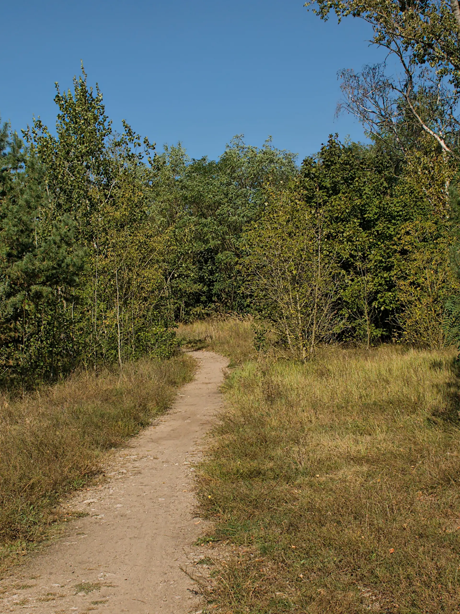 Ein Mann mit Maske soll Frauen begrapscht haben. Das in einem Berliner Volkspark Wuhlheide.
