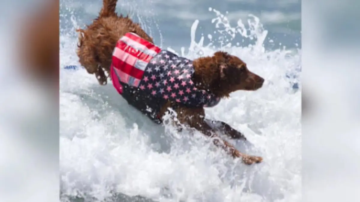 Golden Retriever Ricochet surft - und therapiert Hündin Ricochet hilft PTBS-Patienten