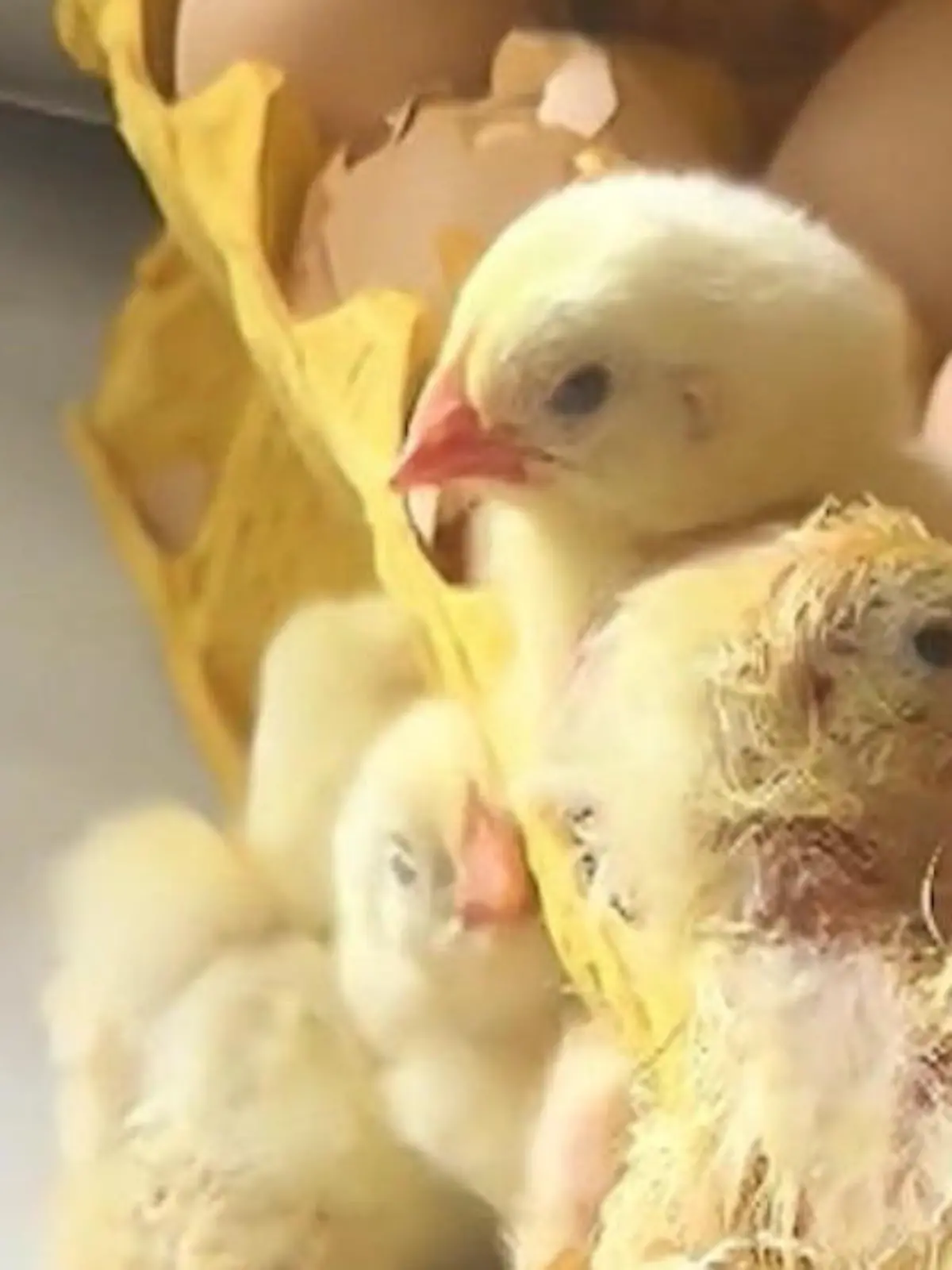 Bild zu: "70 Küken schlüpfen in Wohnung – aus vergessenen Eiern im Karton!"