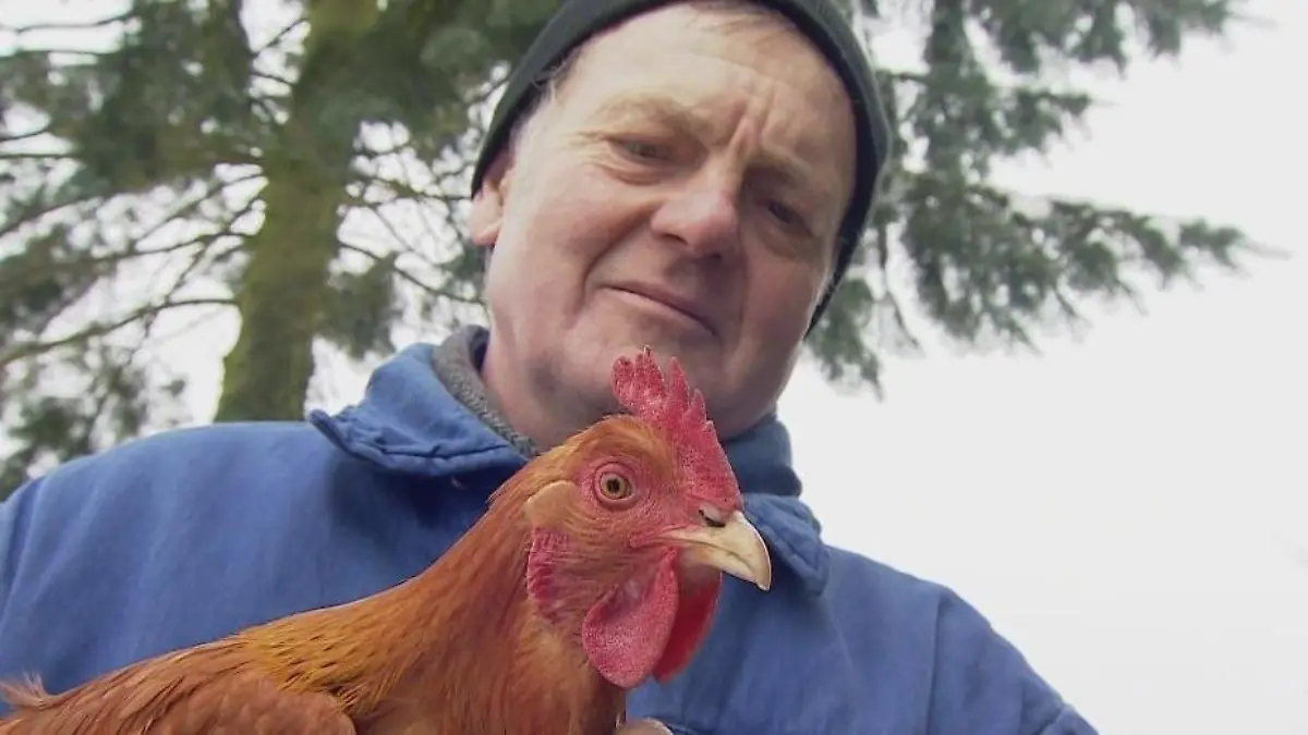 Inge ist das cleverste Huhn Deutschlands! Lief sie aus Liebe über 5 Kilometer bis nach Hause?