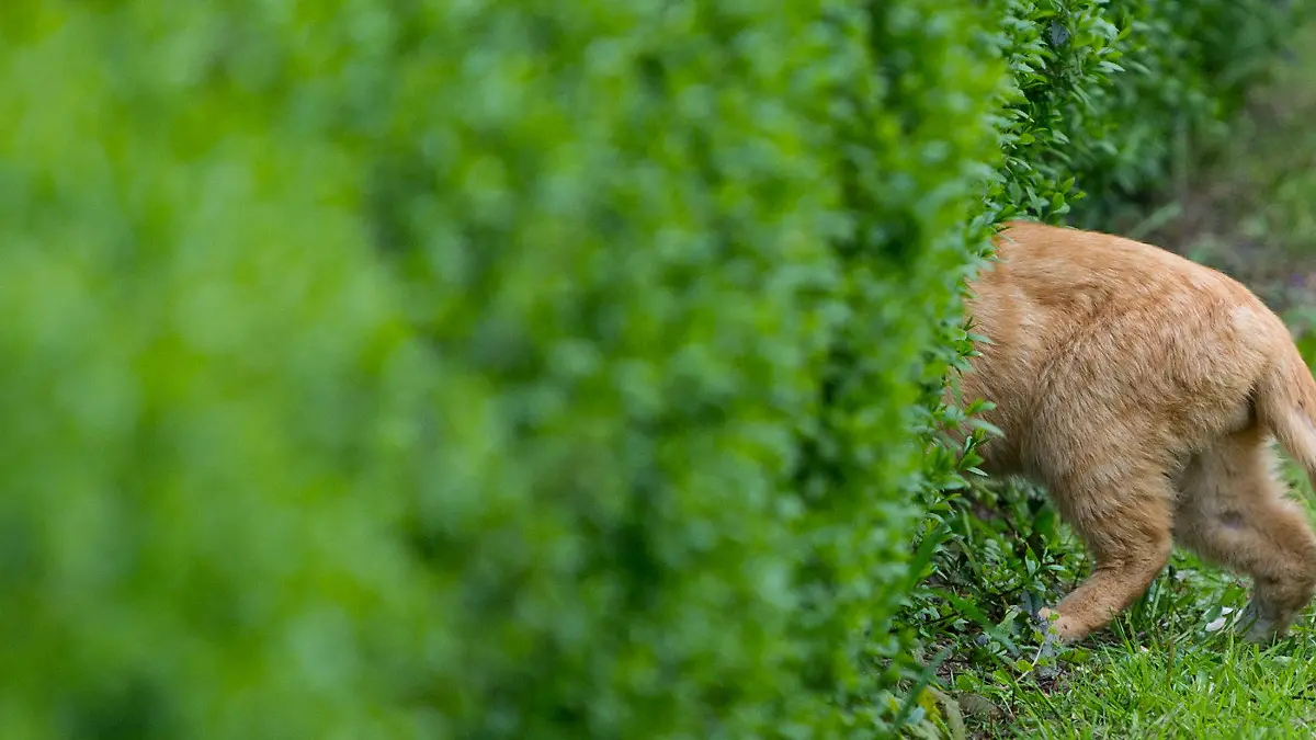 Nur das Hinterteil einer Katze schaut am 02.05.2017 aus einer Hecke in einem Garten im Oderbruchdorf Neulietzegöricke (Brandenburg). Foto: Patrick Pleul/dpa-Zentralbild/dpa +++(c) dpa - Bildfunk+++