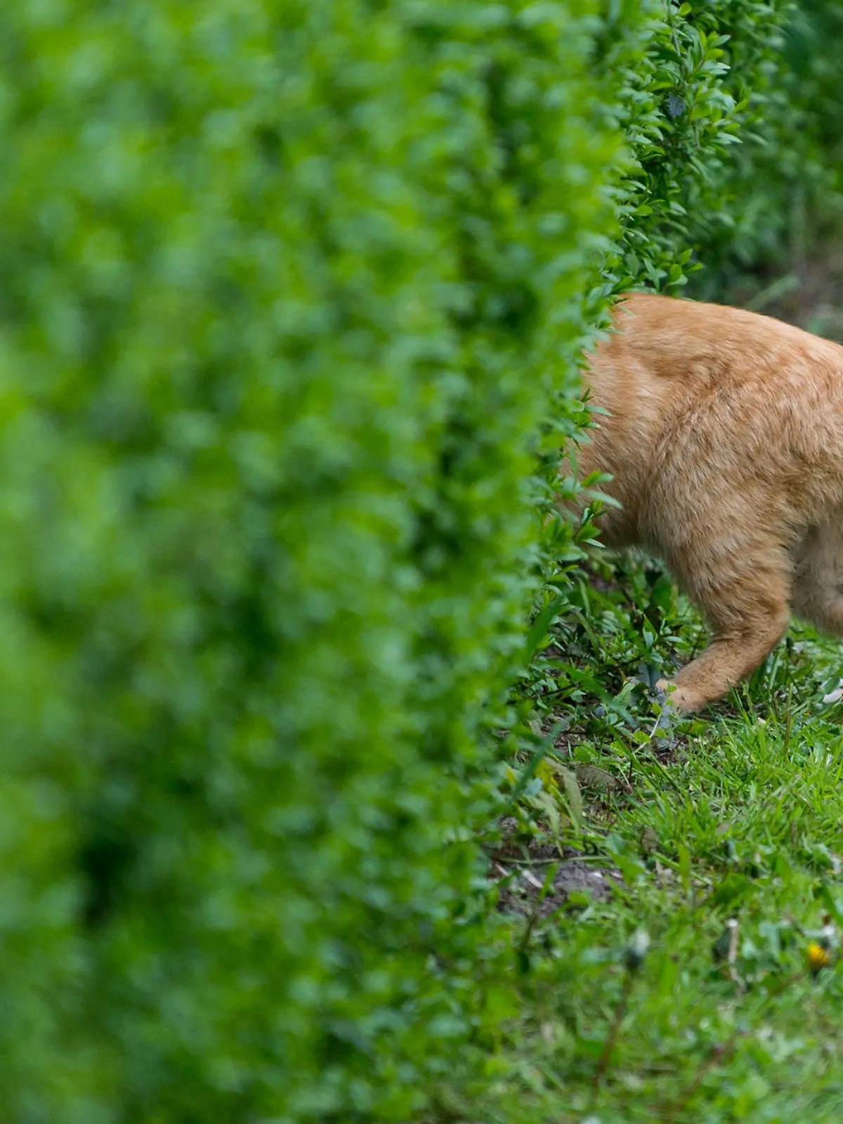 Nur das Hinterteil einer Katze schaut am 02.05.2017 aus einer Hecke in einem Garten im Oderbruchdorf Neulietzegöricke (Brandenburg). Foto: Patrick Pleul/dpa-Zentralbild/dpa +++(c) dpa - Bildfunk+++