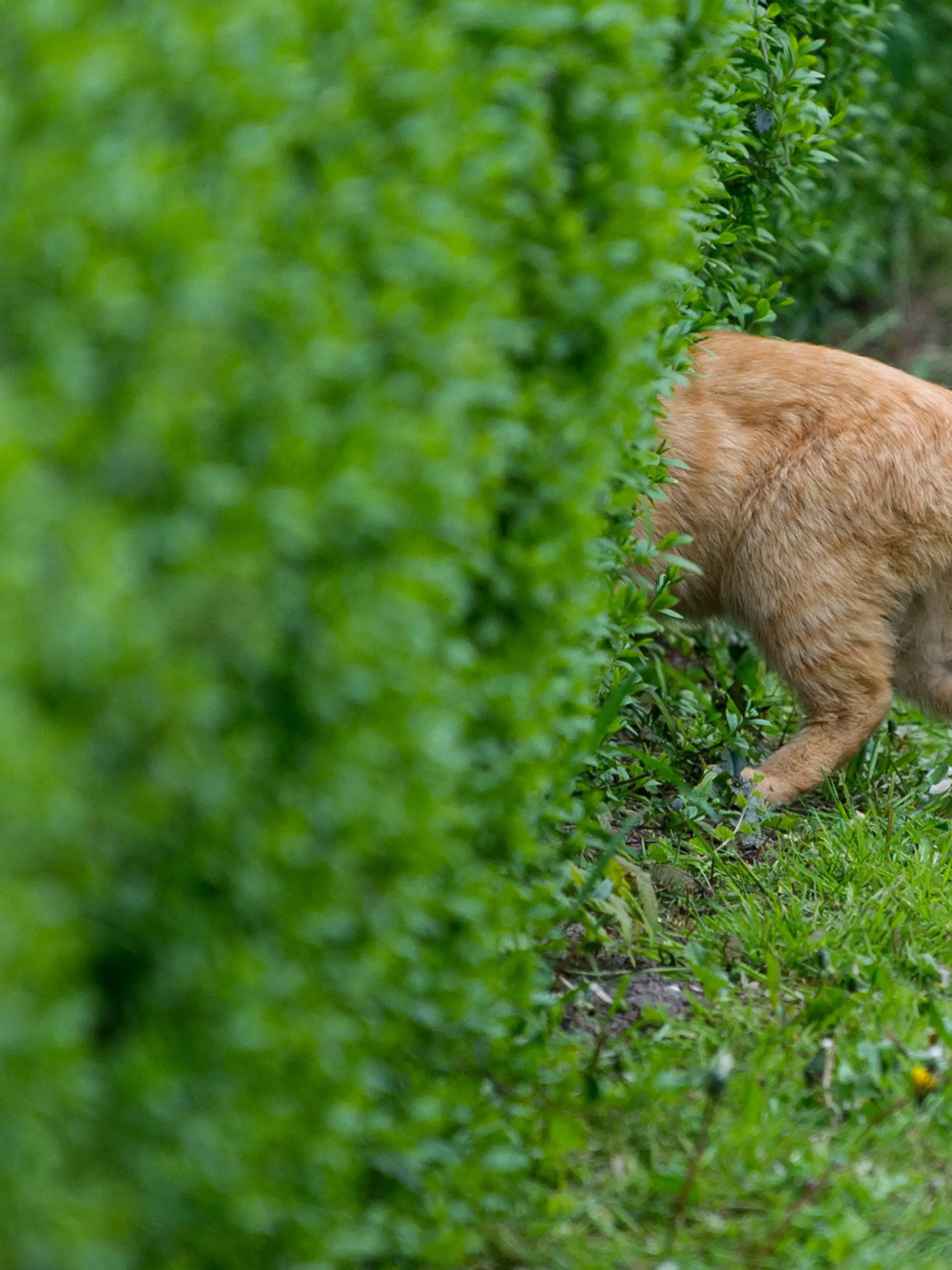 Nur das Hinterteil einer Katze schaut am 02.05.2017 aus einer Hecke in einem Garten im Oderbruchdorf Neulietzegöricke (Brandenburg). Foto: Patrick Pleul/dpa-Zentralbild/dpa +++(c) dpa - Bildfunk+++