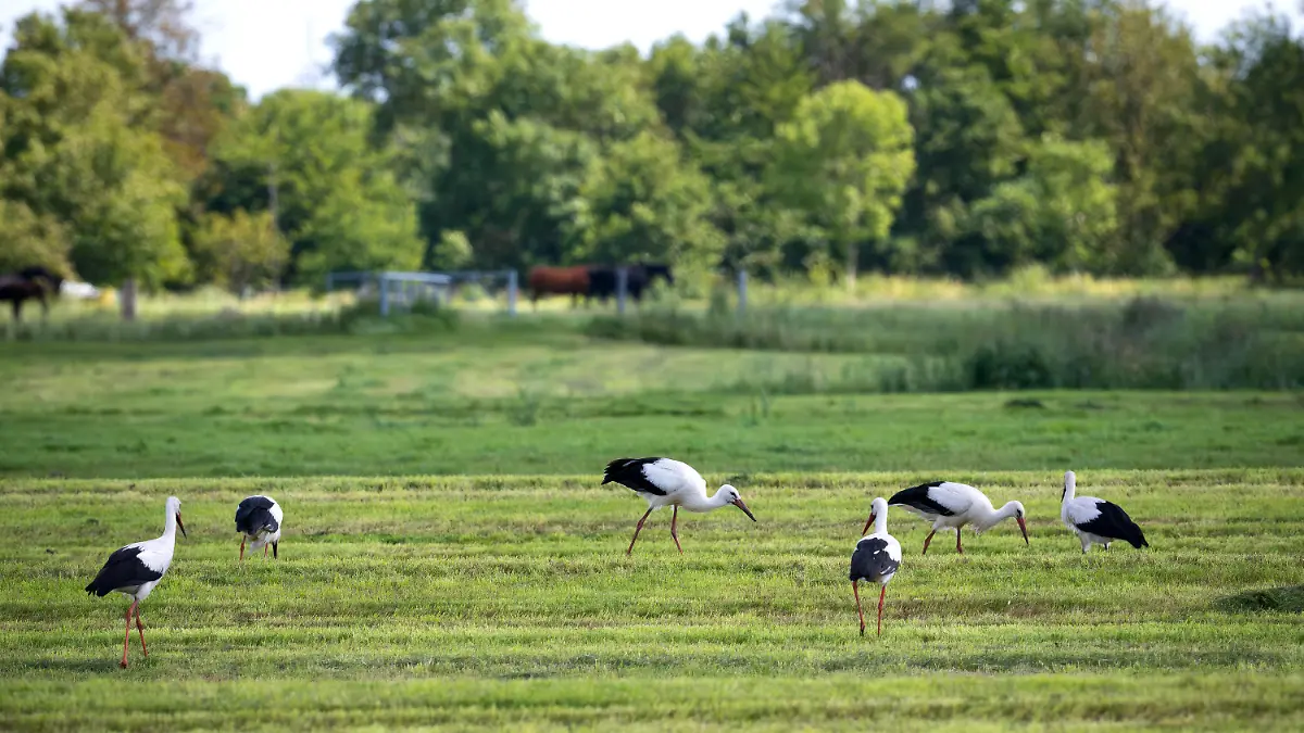 10.08.2023, Niedersachsen, Loxstedt: Zahlreiche Weißstörche auf einer Wiese. Die Storchenpopulation ist nach Expertenangaben in diesem Jahr ungewöhnlich hoch. Foto: Sina Schuldt/dpa +++ dpa-Bildfunk +++