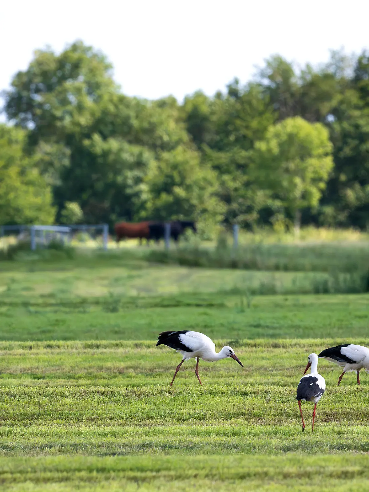 10.08.2023, Niedersachsen, Loxstedt: Zahlreiche Weißstörche auf einer Wiese. Die Storchenpopulation ist nach Expertenangaben in diesem Jahr ungewöhnlich hoch. Foto: Sina Schuldt/dpa +++ dpa-Bildfunk +++