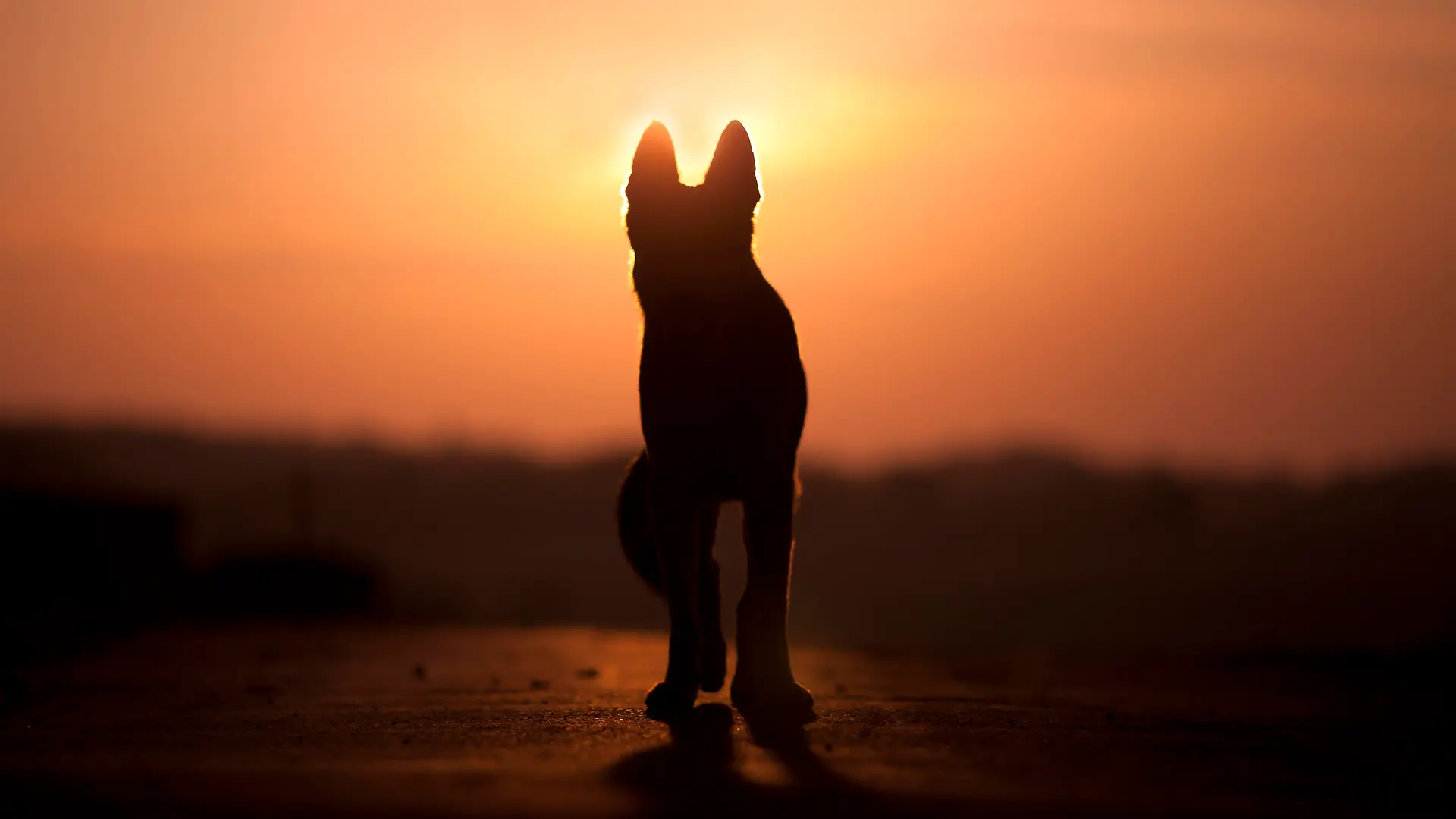 Dog backlight silhouette in sunset 