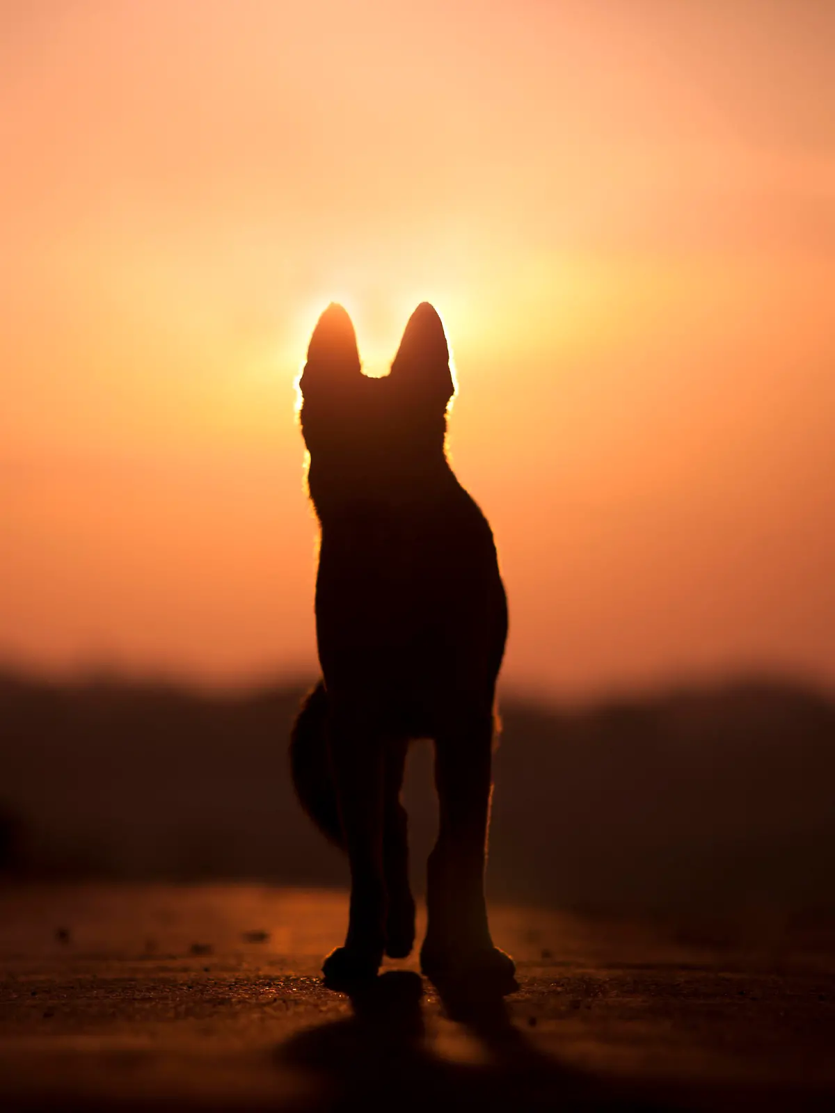 Dog backlight silhouette in sunset 