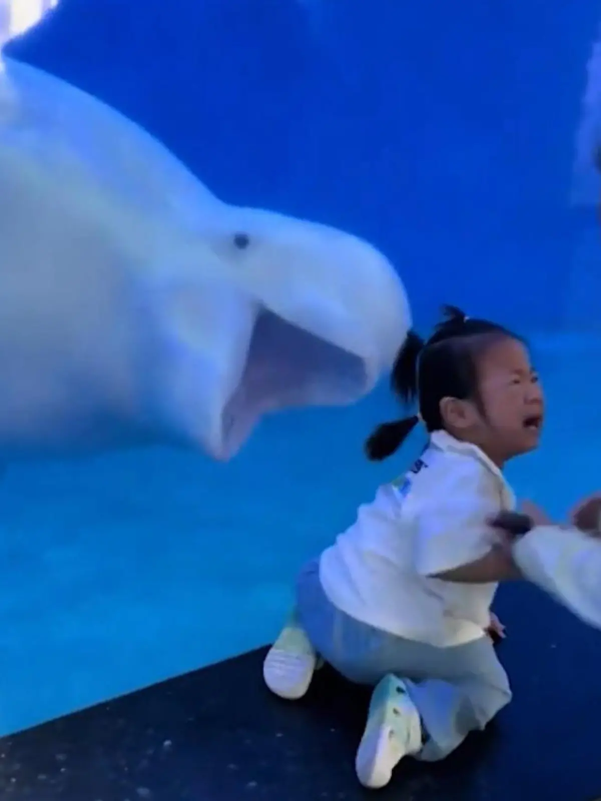 Bild zu: "Fiese Grimassen-Attacke! Beluga-Wal bringt Kleinkind zum heulen"