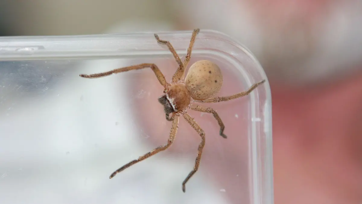 Nicht nur die zehn Stars bekommen es bei "Ich bin ein Star - Holt mich hier raus!" mit allerlei tierischen Dschungelbewohnern zu tun. Auch die Moderatoren und das IBES-Team haben derzeit mit der nicht ungefhrlichen Fauna Australiens zu kmpfen. Die Trichternetzspinne. Sie haust in Erdlchern, spinnt ihr Netz am Boden und lauert auf ihre Opfer. Durch den starken Regen der vergangenen Zeit mussten sie ihre Erdbehausungen verlassen. Jetzt sind die Spinnen berall unterwegs.  Foto: RTL/Gummisch  Verwendung der