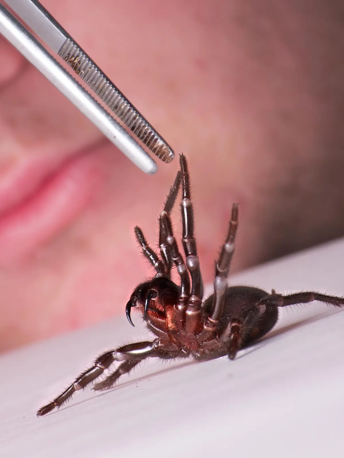 HANDOUT - Eine Trichternetzspinne (Atrax robustus) wird zum Melken auf einen Tisch gelegt (undatierte Aufnahme). Die Australier sind aufgerufen, eine der tödlichsten Spinnenarten zu jagen. Ein Reptilienpark in Somersby nördlich von Sydney braucht dringend mehr Exemplare der Trichternetzspinne, um Gegengift herstellen zu können. Foto: Reptilienpark (zu dpa 0223 vom 03.09.2012)