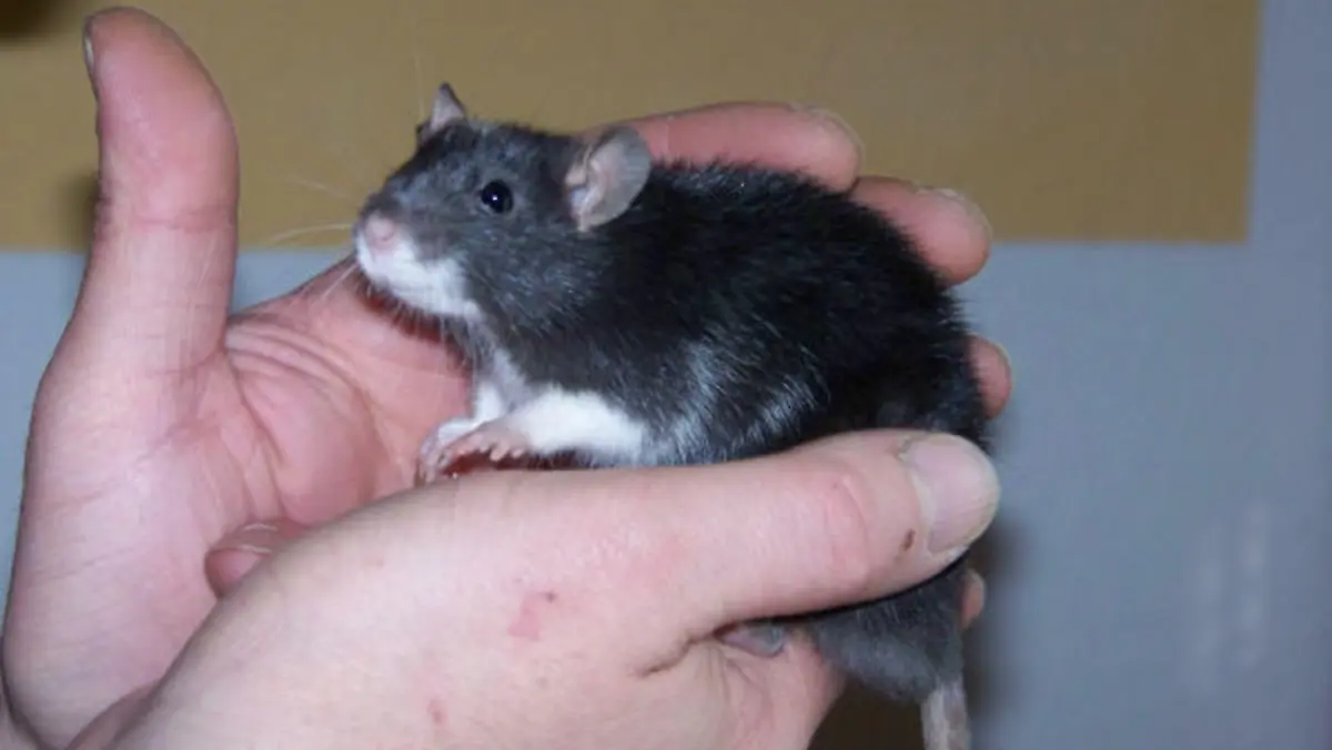 ratte
