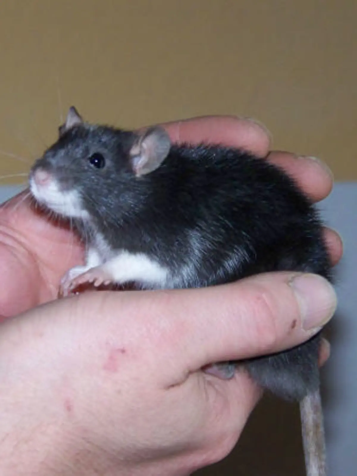 ratte