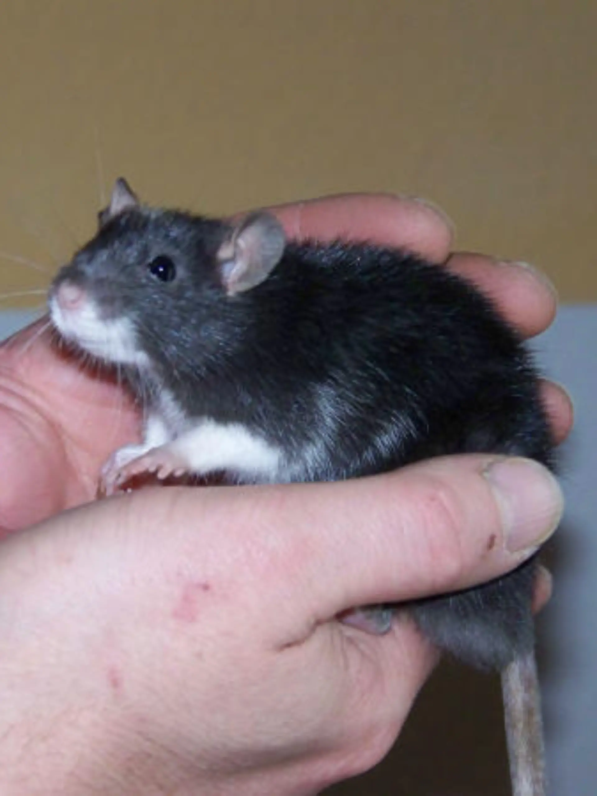 ratte