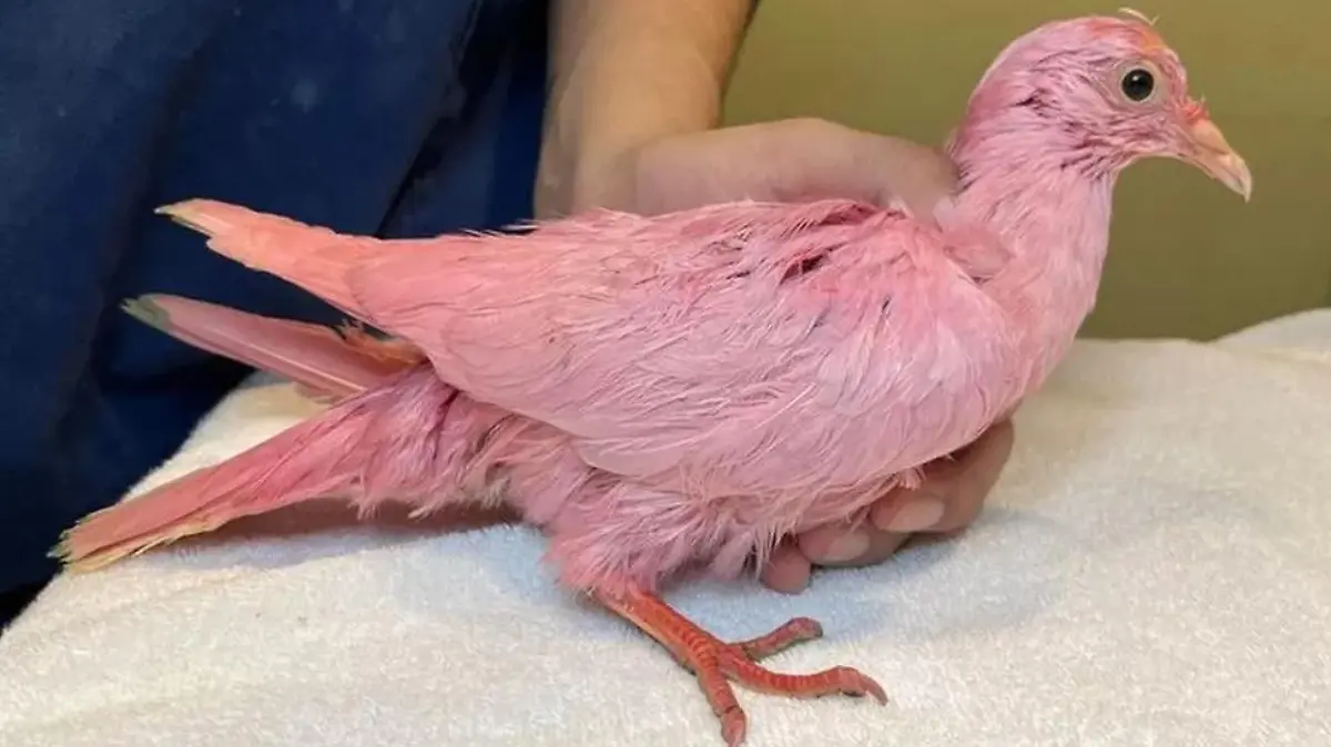 Bevor der Vogel absichtlich pink eingefärbt wurde, war er laut der Wildtiergruppe weiß.