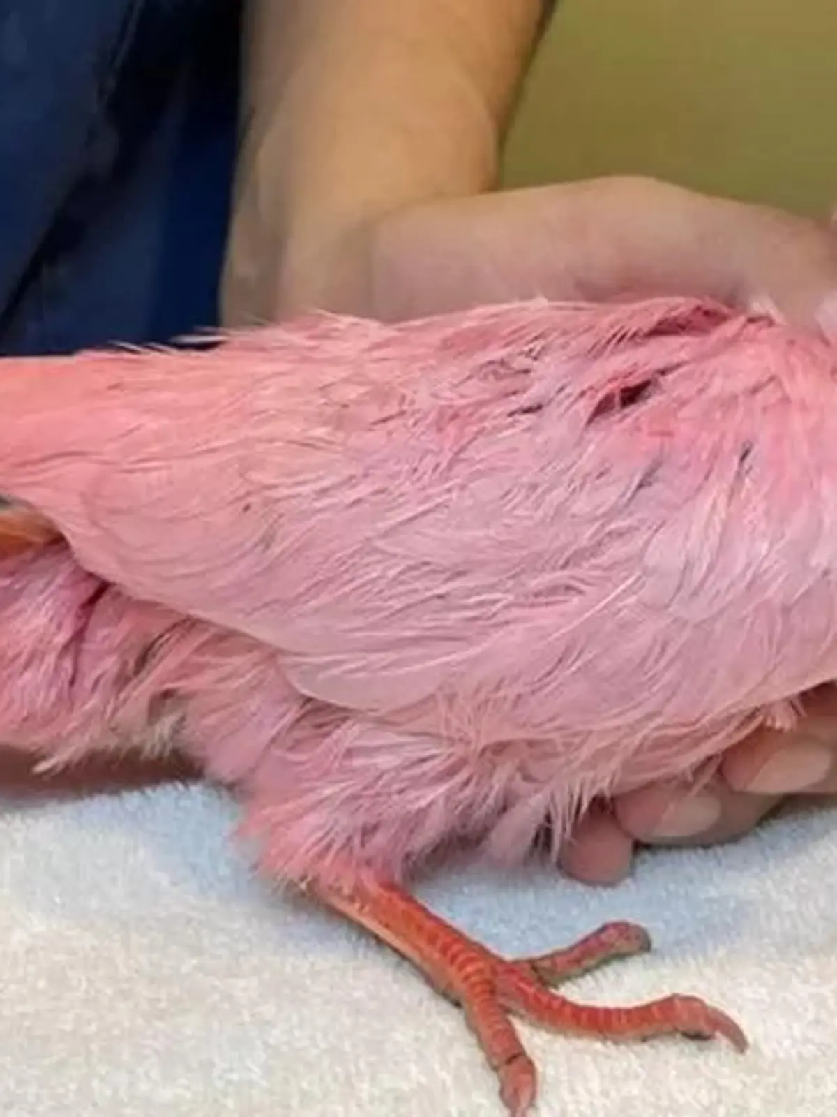Bevor der Vogel absichtlich pink eingefärbt wurde, war er laut der Wildtiergruppe weiß.