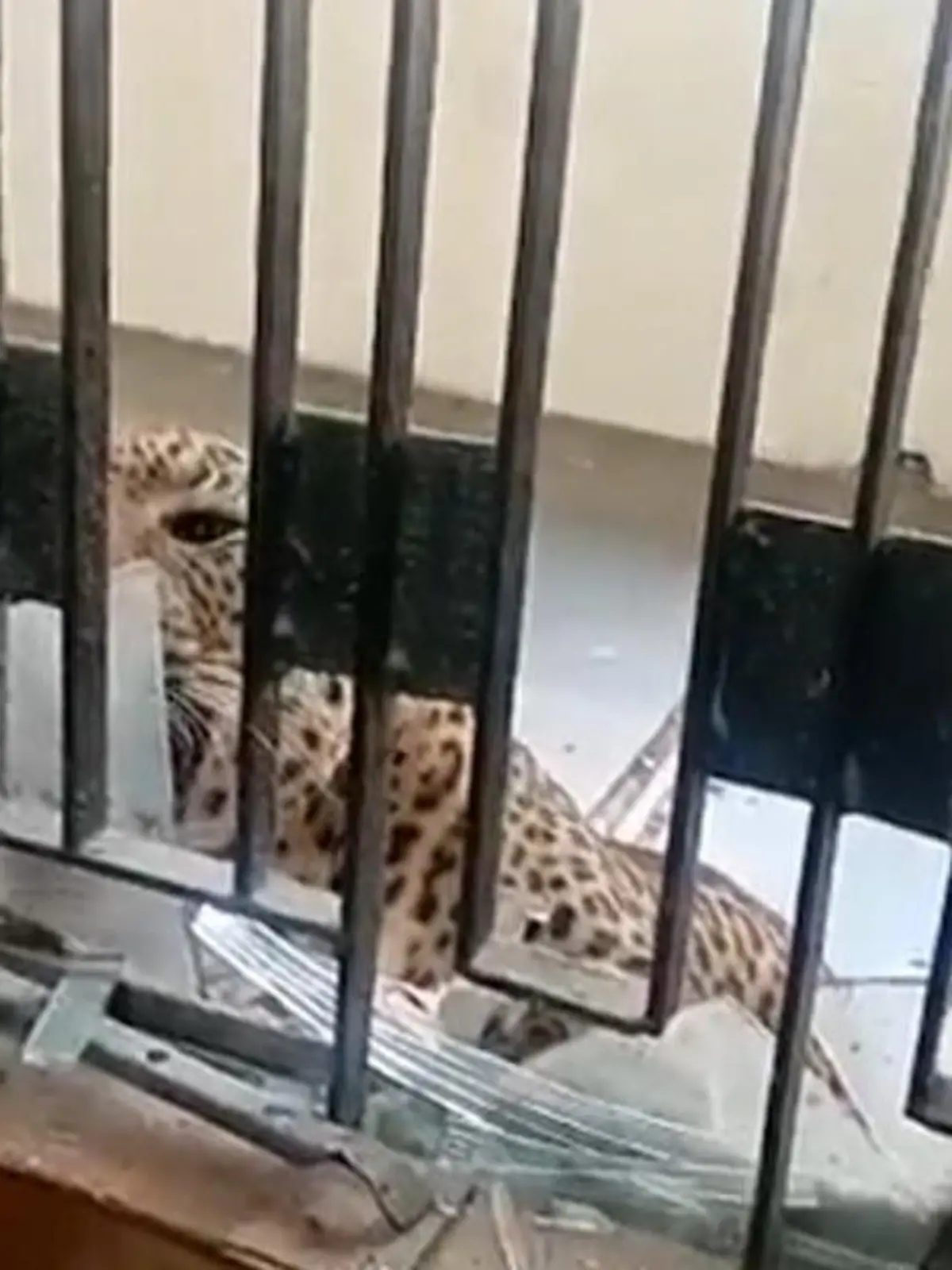 Gefährlicher Angriff in einem Vorort der indischen Millionenmetropole Neu-Delhi. Ein wilder Leopard verirrt sich in einem Gerichtsgebäude – mit fatalen Folgen: Mindestens acht Menschen werden von der Raubkatze attackiert und verletzt.