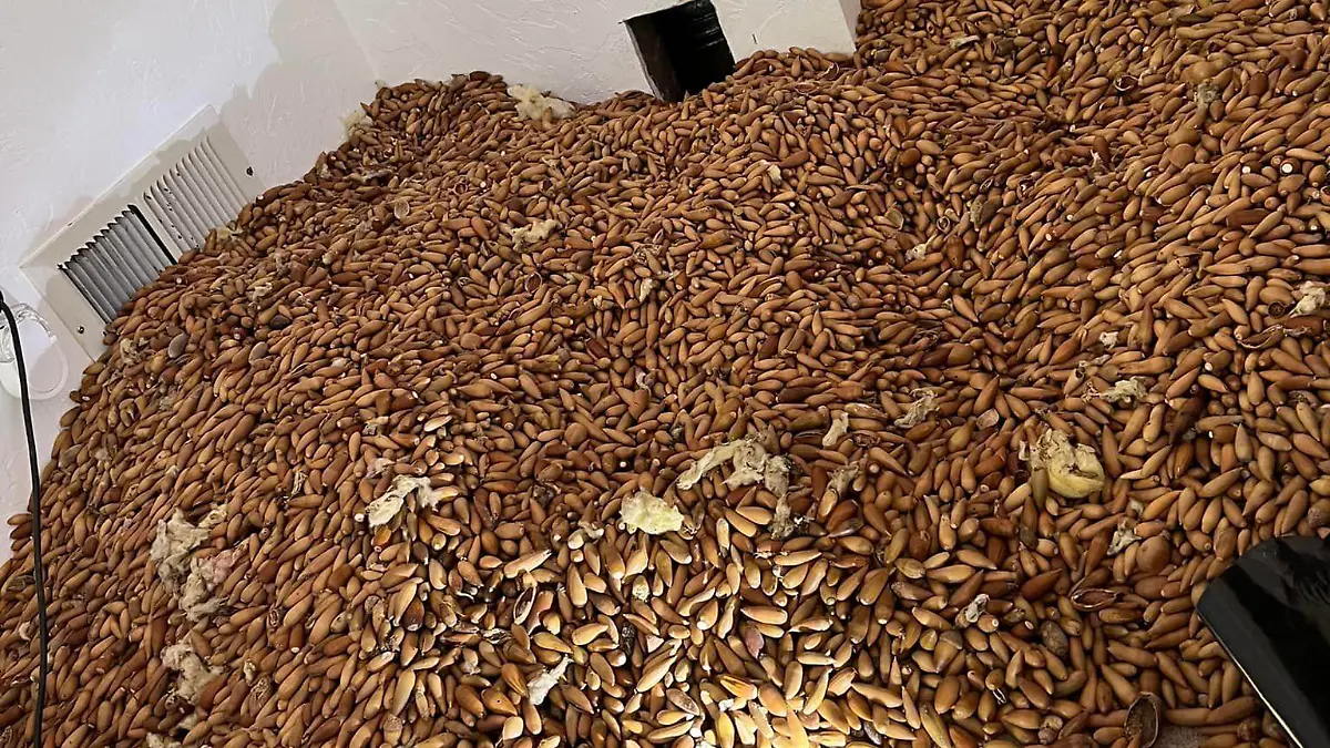 In diesem Schlafzimmer hat der Specht seine Eicheln gehortet.