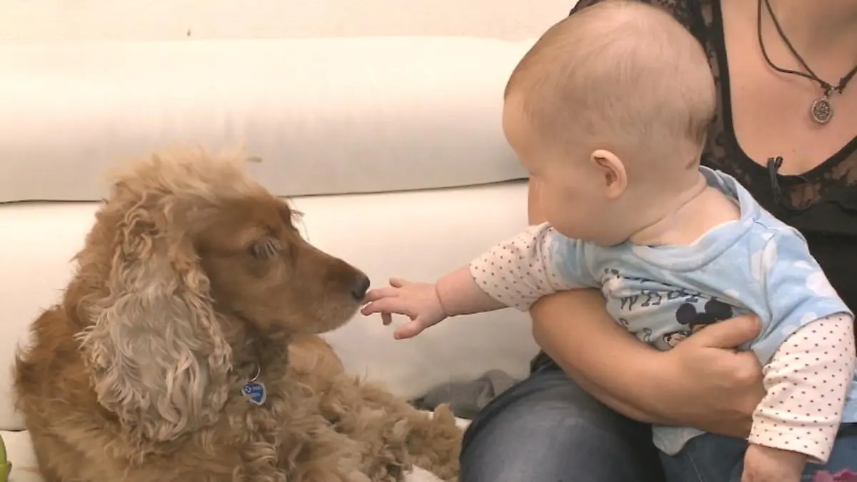 Auf diese Experten-Tipps sollten Hundebesitzer achten Gefahren bei Hund und Baby unter einem Dach