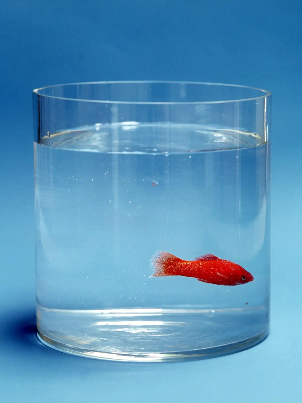 Ein kleiner Goldfisch in einem Wasserglas. (Undatierte Aufnahme).