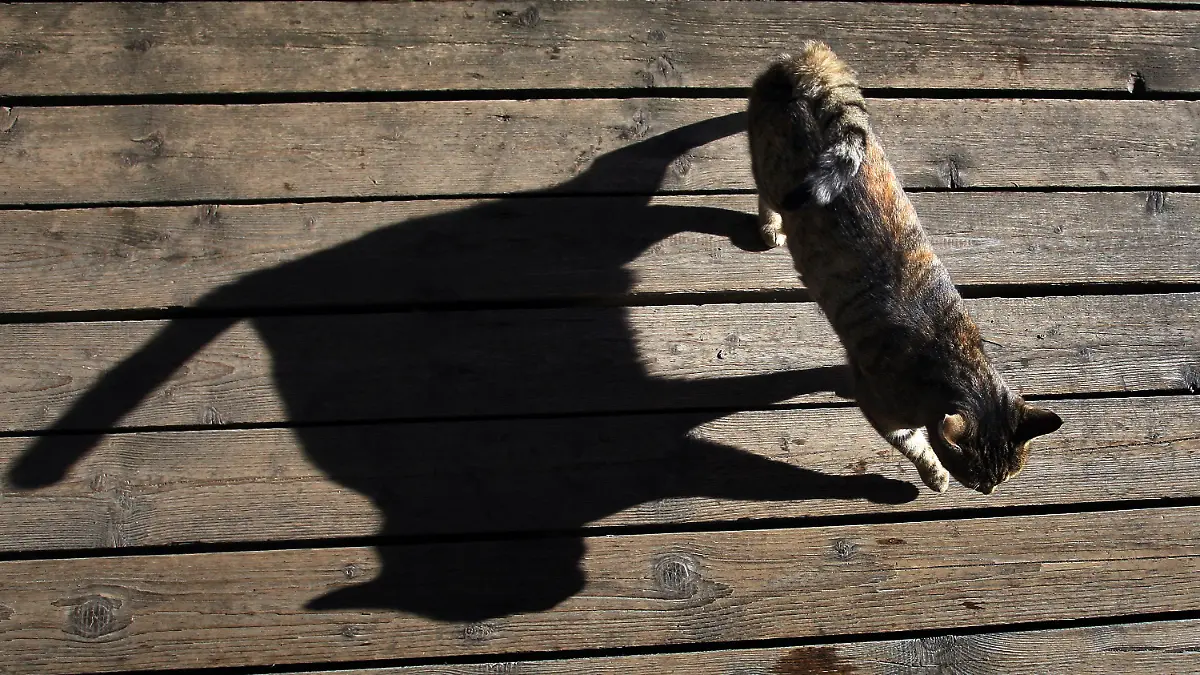 ARCHIV - Eine Katze wirft am 12.11.2013 auf der Terrasse der Beichelsteinalpe bei Seeg (Bayern) einen langen Schatten. Foto: Karl-Josef Hildenbrand/dpa (zu dpa «Götter, Helden, Millionäre - Katzen können alles» vom 02.08.2014) +++(c) dpa - Bildfunk+++