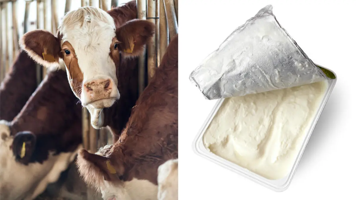Öko-Test bewertete 19 Speisequark-Produkte.