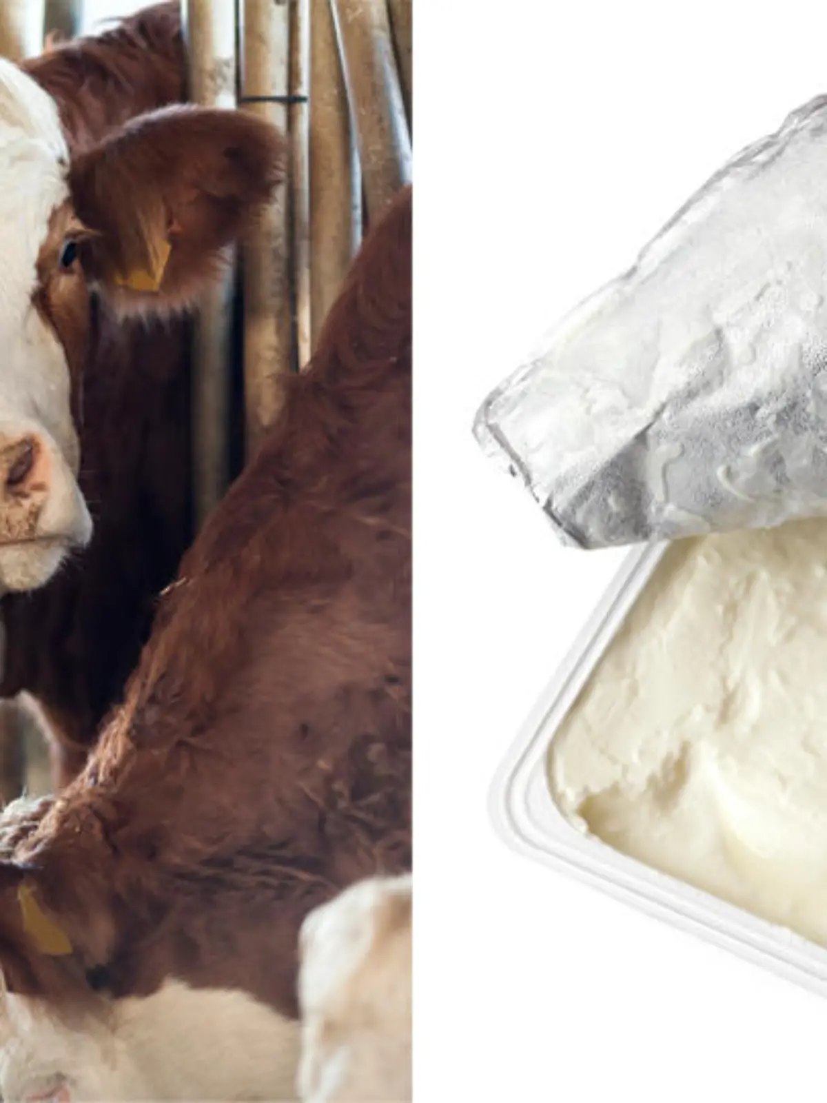 Öko-Test bewertete 19 Speisequark-Produkte.