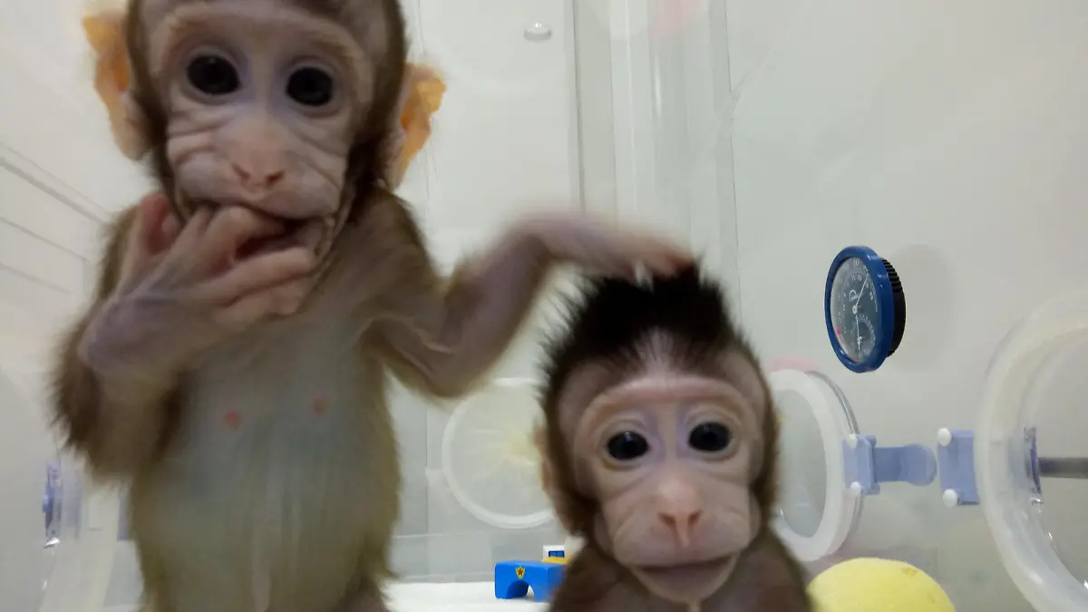 Cloned monkeys Zhong Zhong and Hua Hua are seen at the non-human primate facility at the Chinese Academy of Sciences in Shanghai, China January 20, 2018, in this handout picture provided by the Institute of Neuroscience of the Chinese Academy of Sciences. Chinese Academy of Sciences/Handout via REUTERS  ATTENTION EDITORS - THIS IMAGE WAS PROVIDED BY A THIRD PARTY. MANDATORY CREDIT. NO RESALES. NO ARCHIVES.