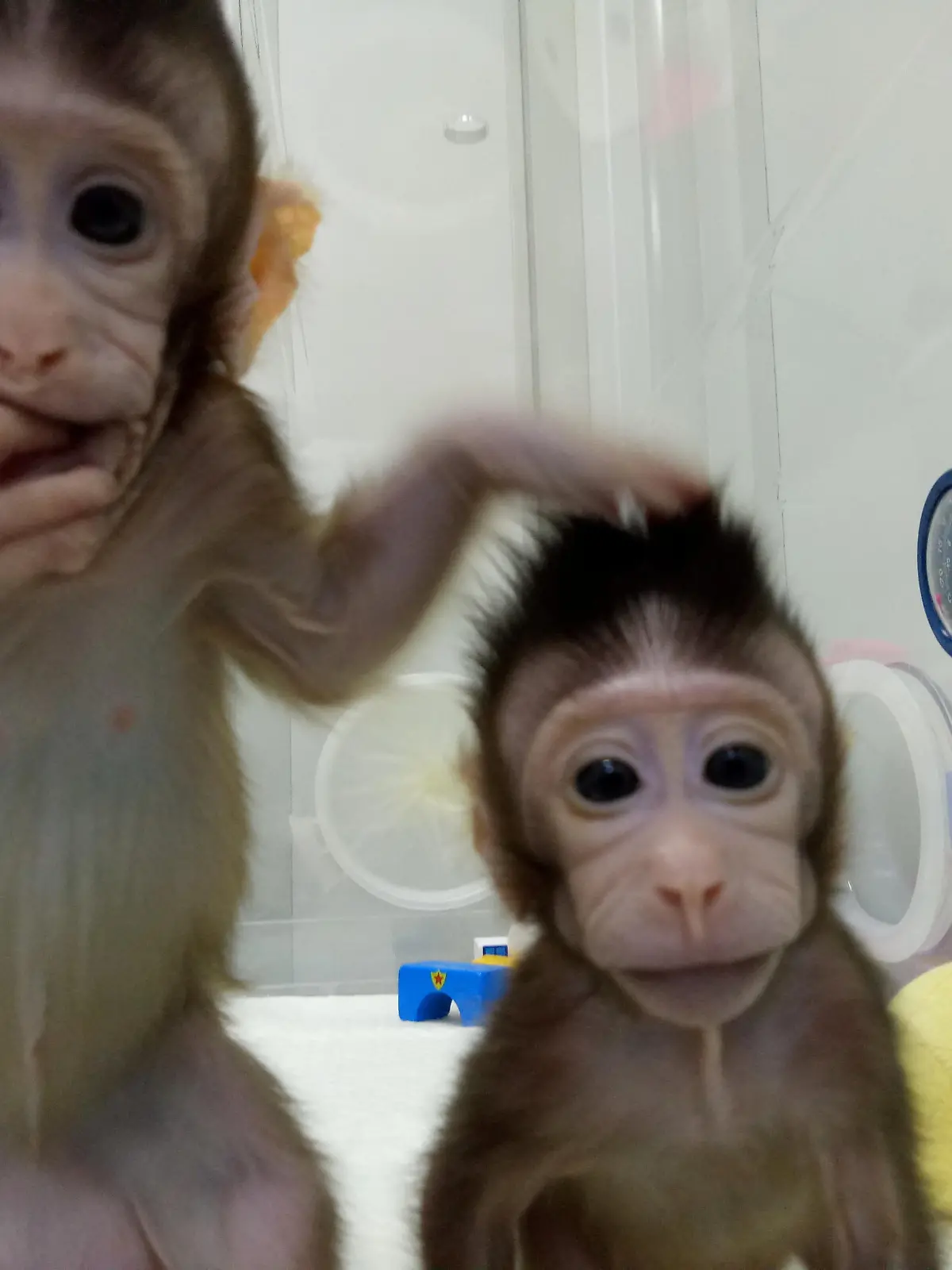 Cloned monkeys Zhong Zhong and Hua Hua are seen at the non-human primate facility at the Chinese Academy of Sciences in Shanghai, China January 20, 2018, in this handout picture provided by the Institute of Neuroscience of the Chinese Academy of Sciences. Chinese Academy of Sciences/Handout via REUTERS  ATTENTION EDITORS - THIS IMAGE WAS PROVIDED BY A THIRD PARTY. MANDATORY CREDIT. NO RESALES. NO ARCHIVES.