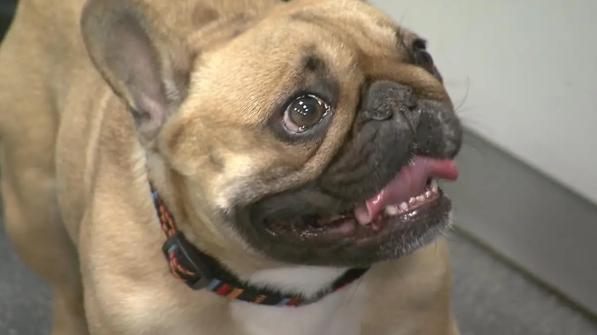 Bulldogge, Mops & Co Diese Trendtiere sind überzüchtet