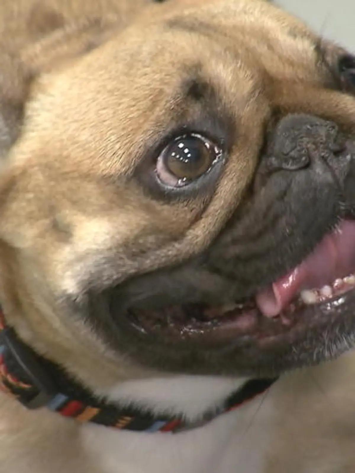 Bild zu: "Bulldogge, Mops & Co"