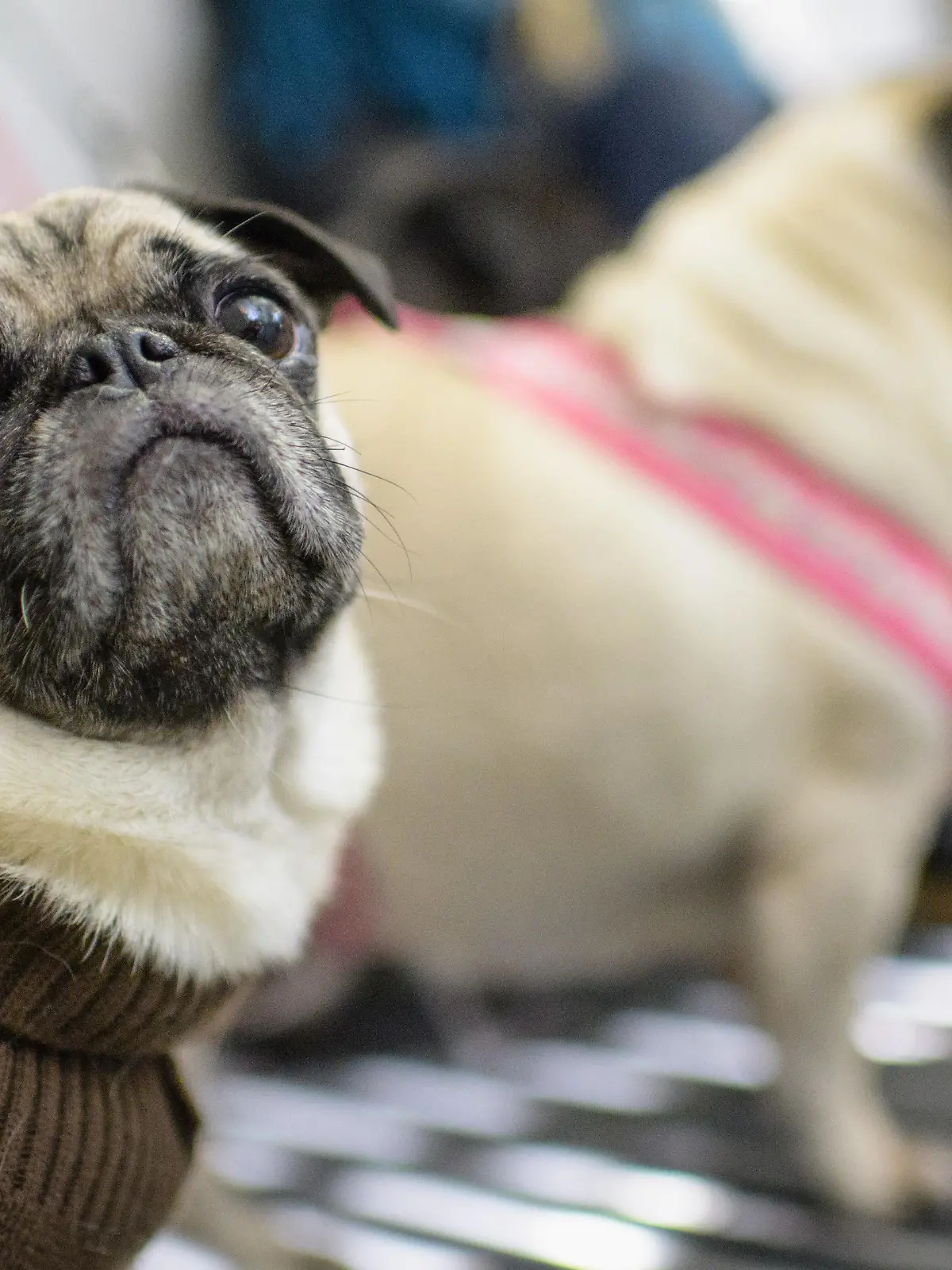 Bulldogge, Mops und Co