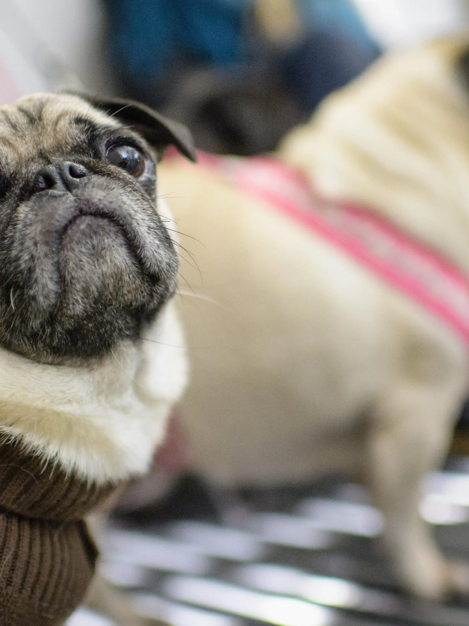 Bulldogge, Mops und Co